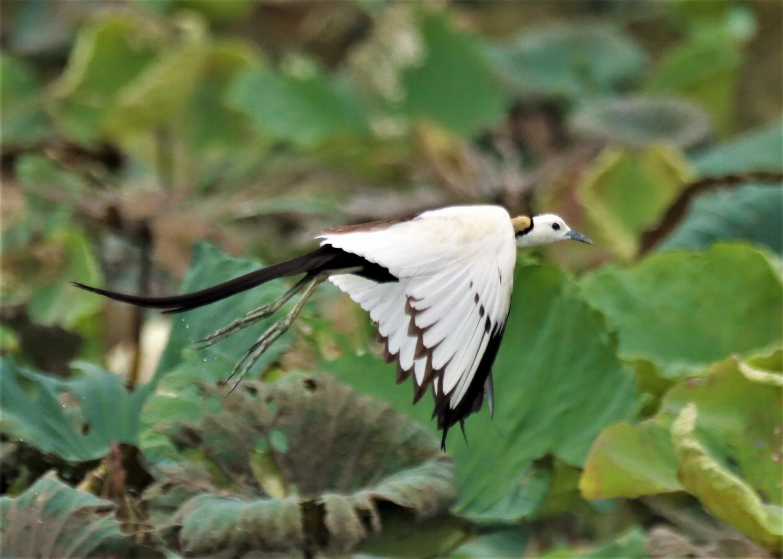 JACANA - PHEASANT-TAILED JACANA - Hydrophasianus chirurgus - BUENG BORAPHET NAKHON SAWAN AUGUST 2021 (52).jpg