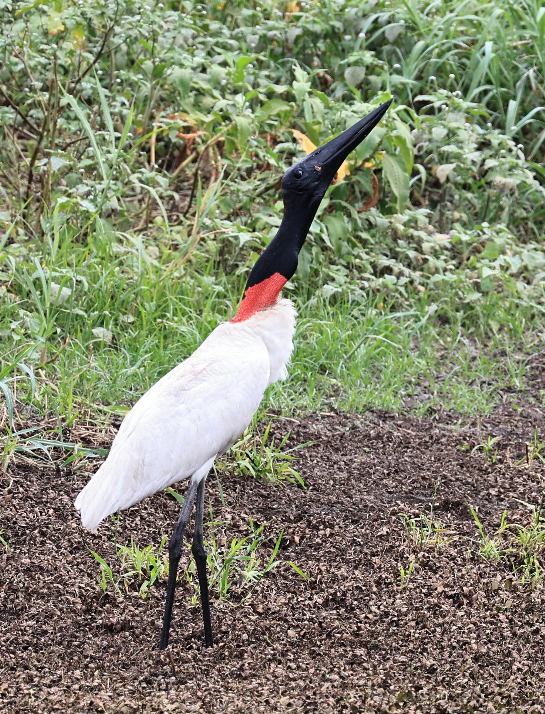 Jabiru (Jabiru mycteria) Agua Dulce Paraguay (32).jpg