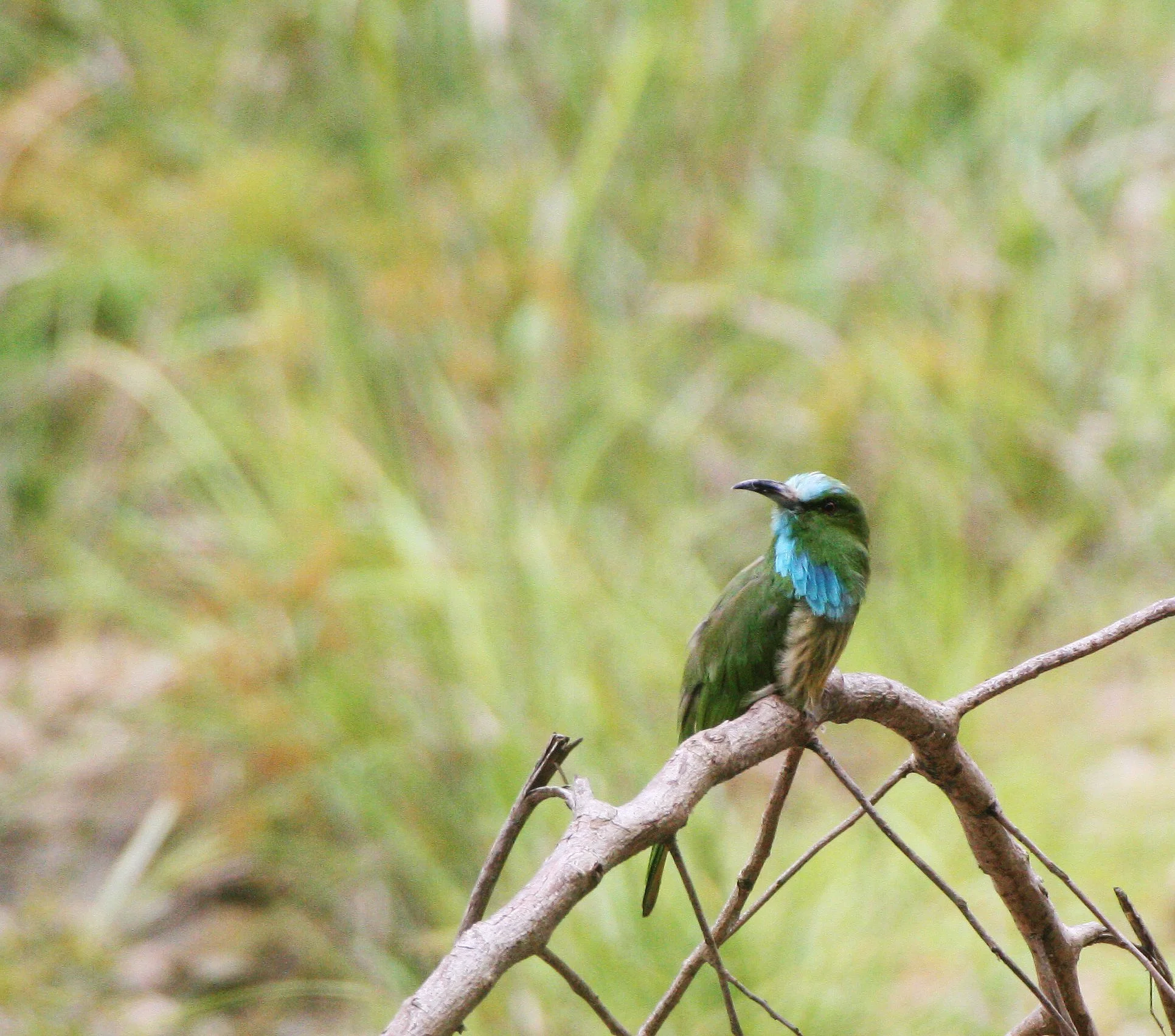 BEE-EATER - BLUE-BEARDED BEE-EATER - Nyctyornis amictus - HUAI KHA KHAENG THAILAND (12).JPG