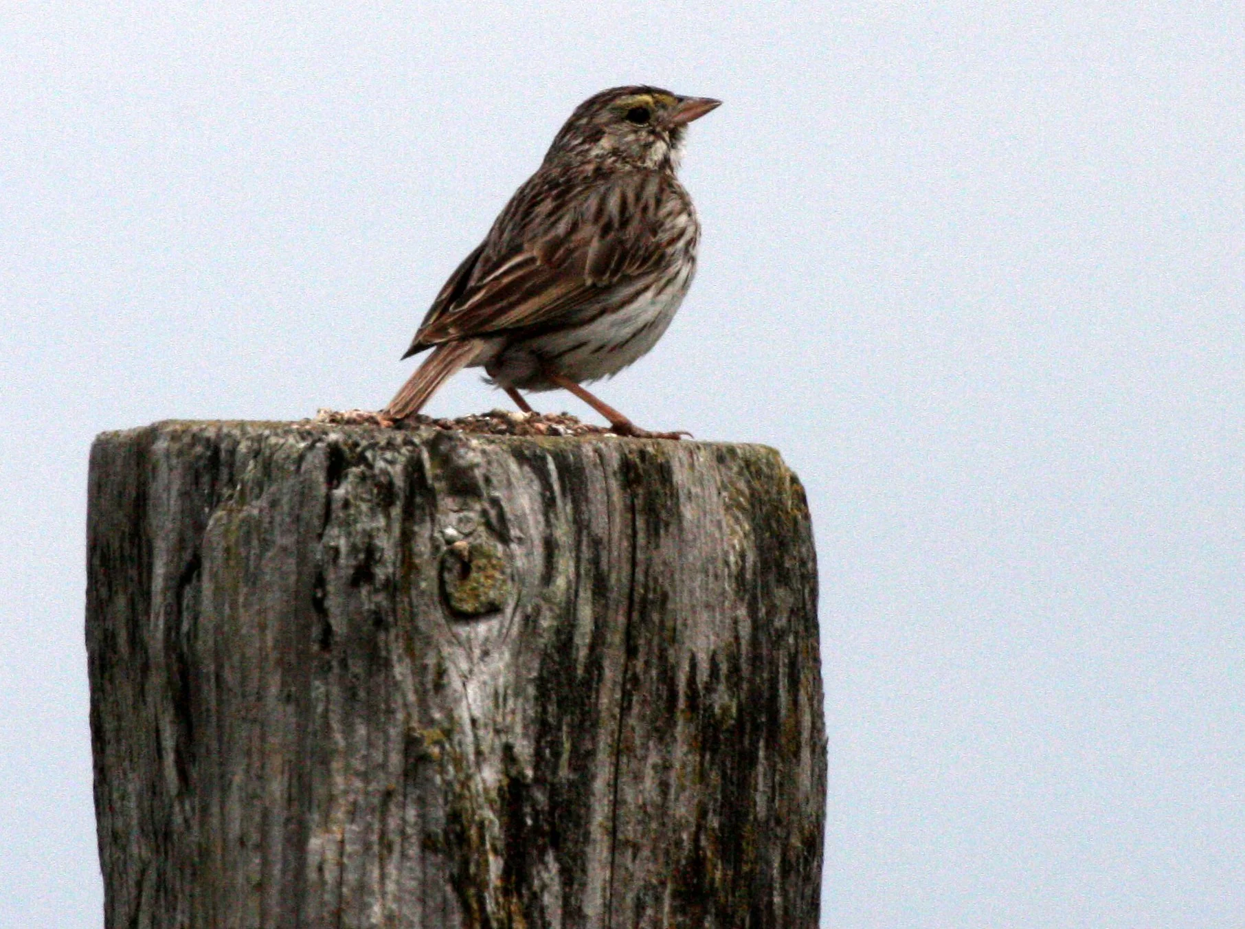 Savannah Sparrow (Passerculus sandwichensis) Dungeness NWR Sequim Washington (8).JPG