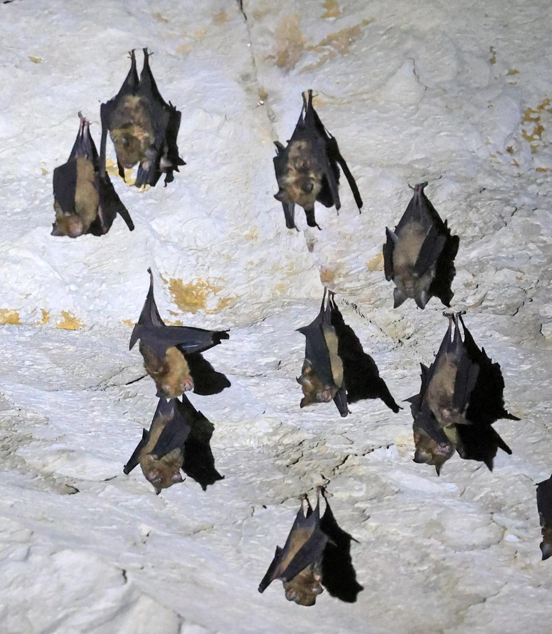 Laotian roundleaf bat (Hipposideros rotalis) Kong Lor Cave (Tham Kong Lo), Khammouane Province, Laos (15).jpg
