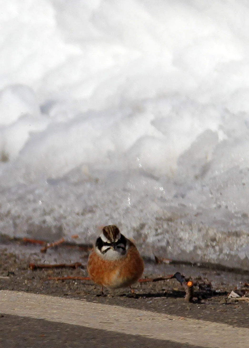 Meadow (Siberian) Bunting (Emberiza cioides) Otowabashi Tsurui Town Hokkaido (6).JPG