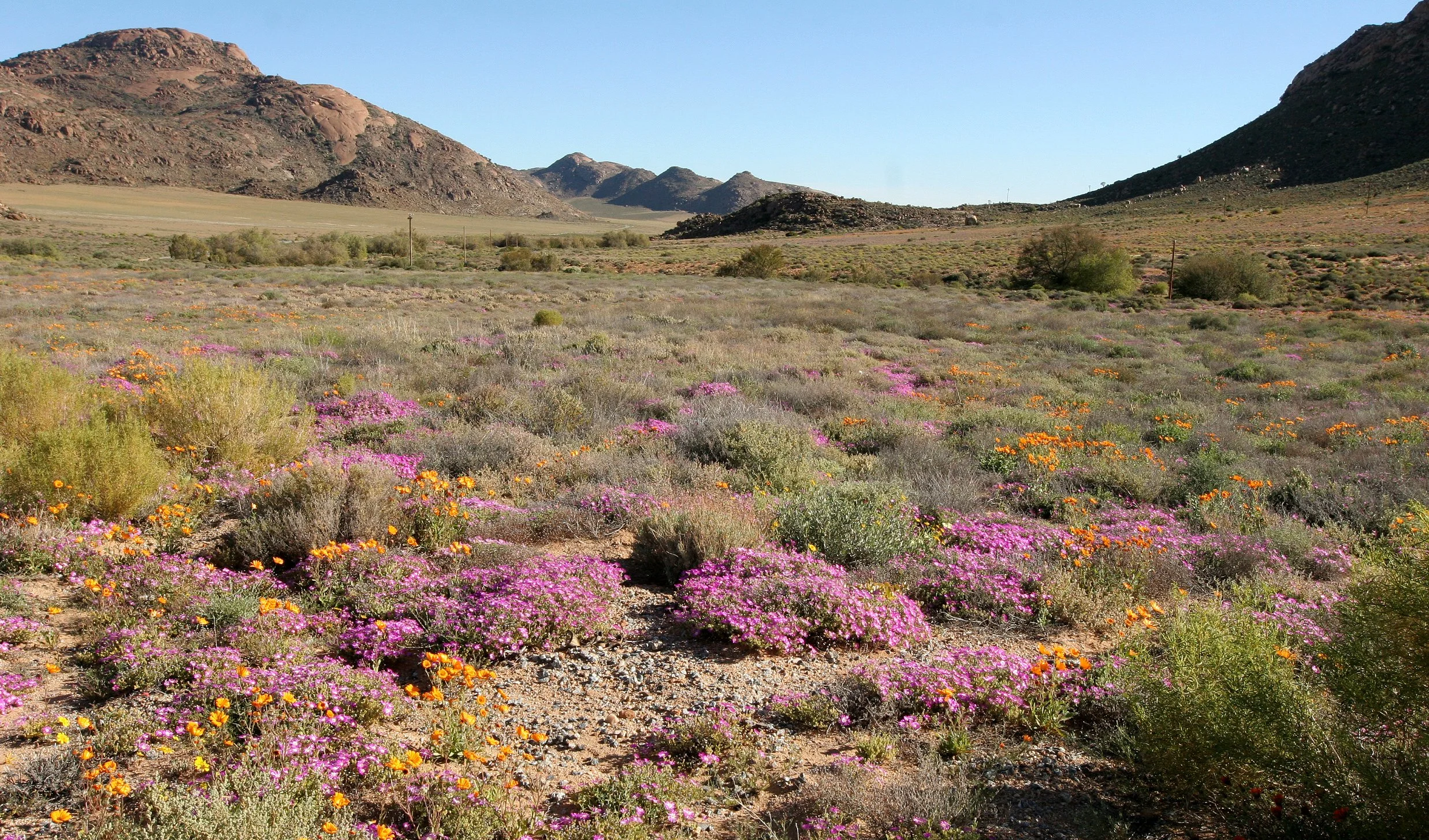 NAMAQUALAND - KOKERBOOM PLANT COMMUNITY  - GOEGAP NATURE RESERVE SOUTH AFRICA (9).JPG