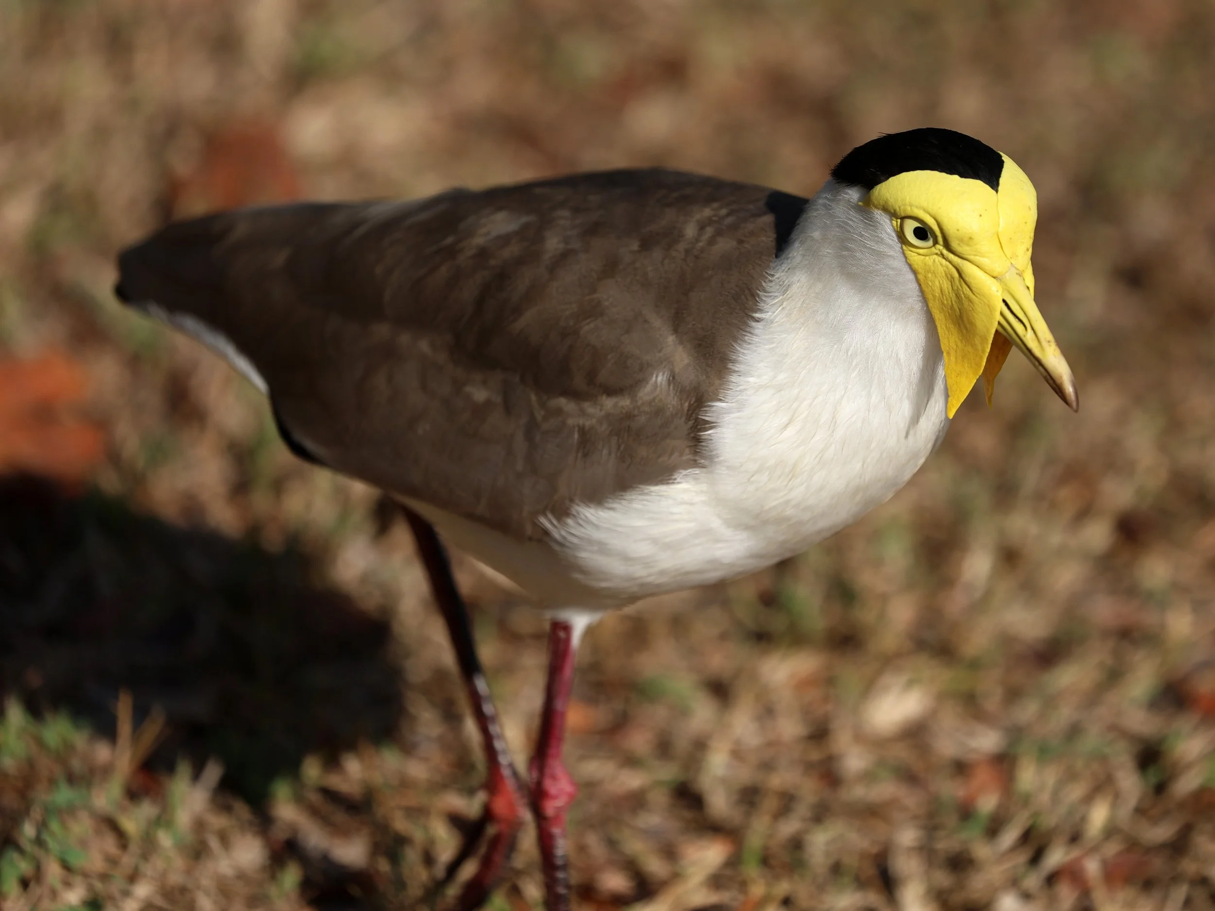 Masked Lapwing (Vanellus miles) Rottnest Island - Western Australia (12).jpg