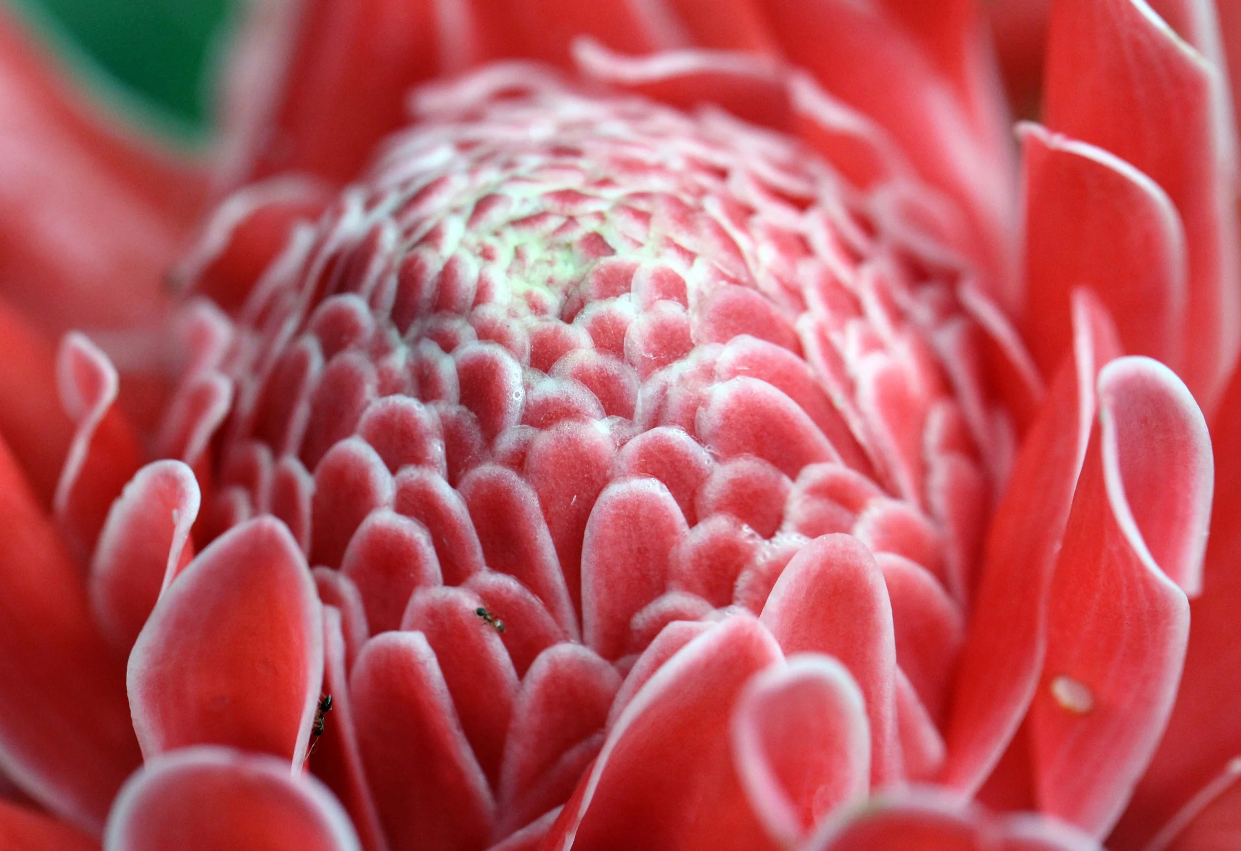 2013 in Nakhonsithammarat and some Krabi with Family (42).JPG