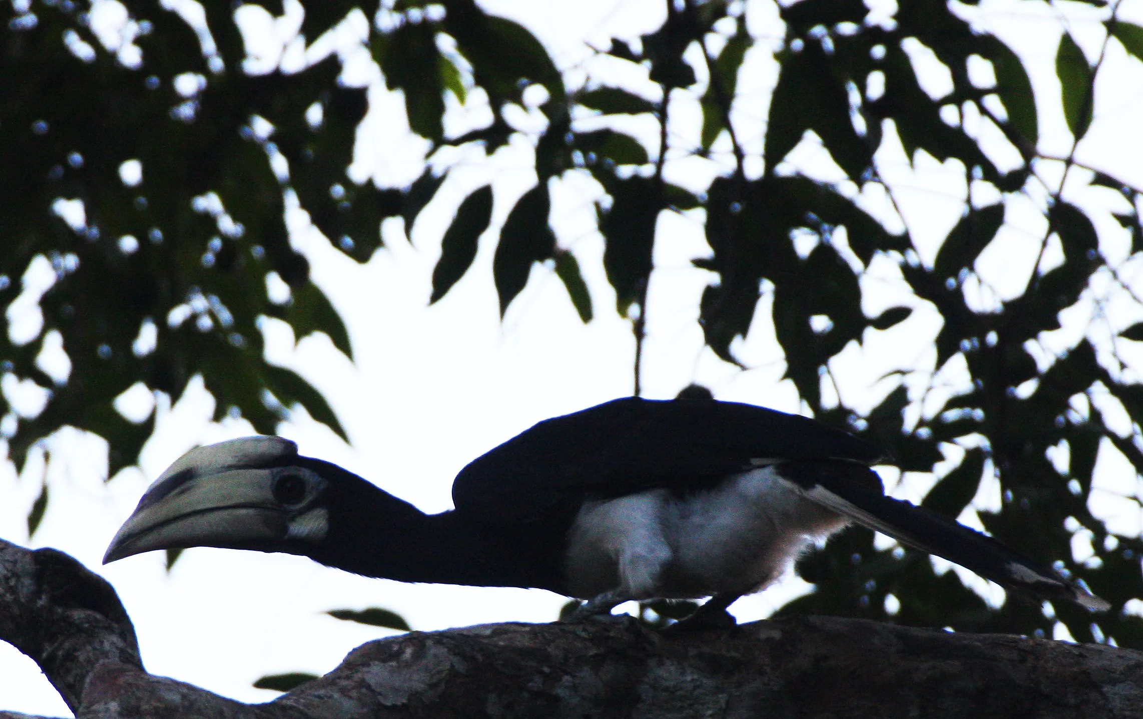 Anthracoceros albirostris convexus - ORIENTAL PIED HORNBILL - KINABATANGAN RIVER BORNEO (5).JPG