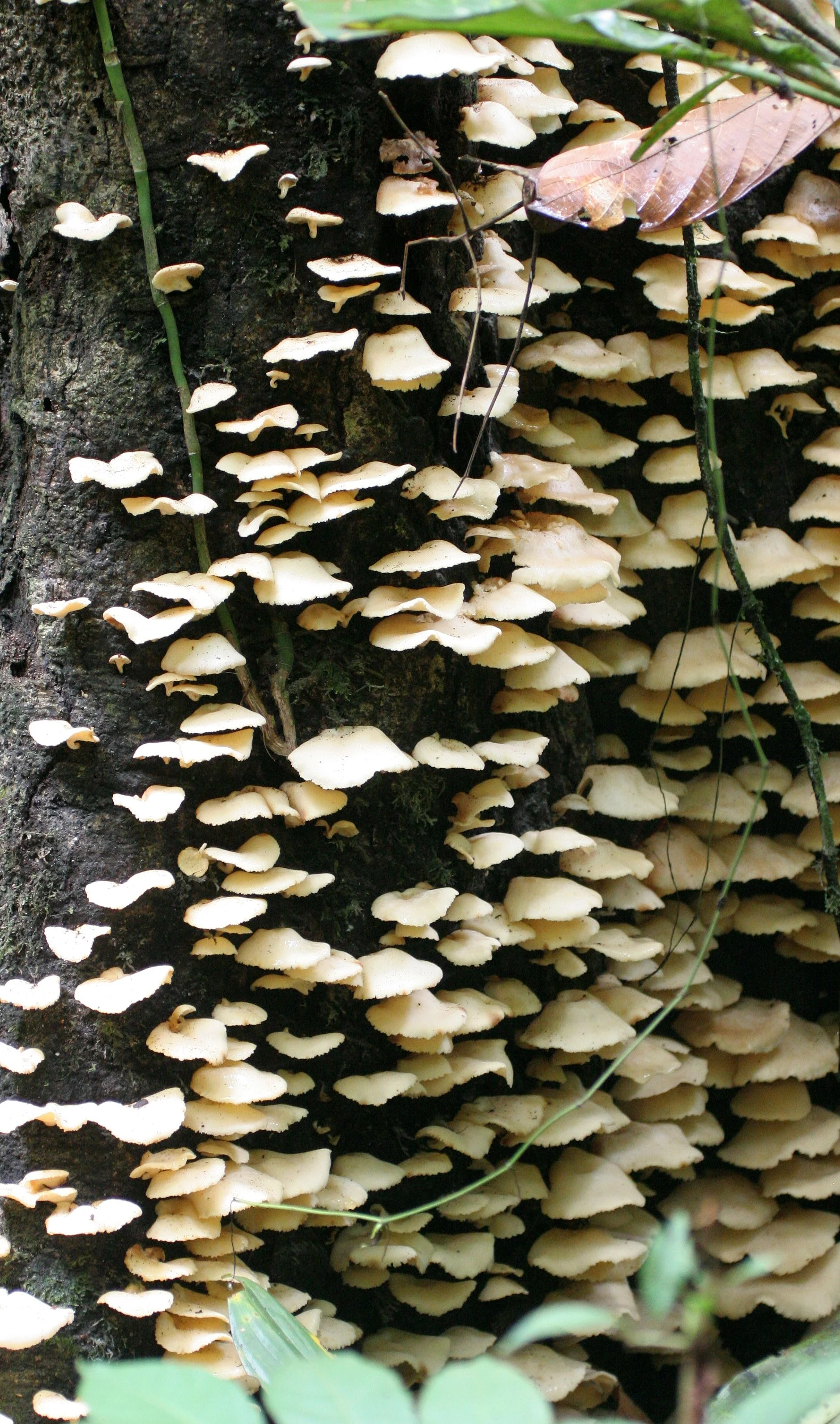 KINABATANGAN RIVER BORNEO - FUNGI SPECIES (6).JPG