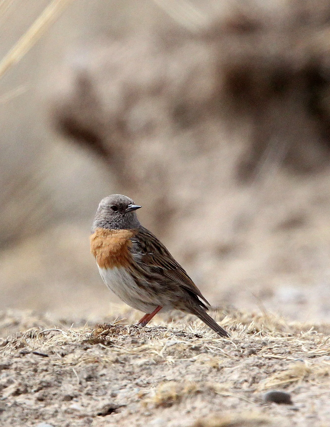 Robin Accentor (Prunella rubeculoides) Qinghai Lake China (3).JPG