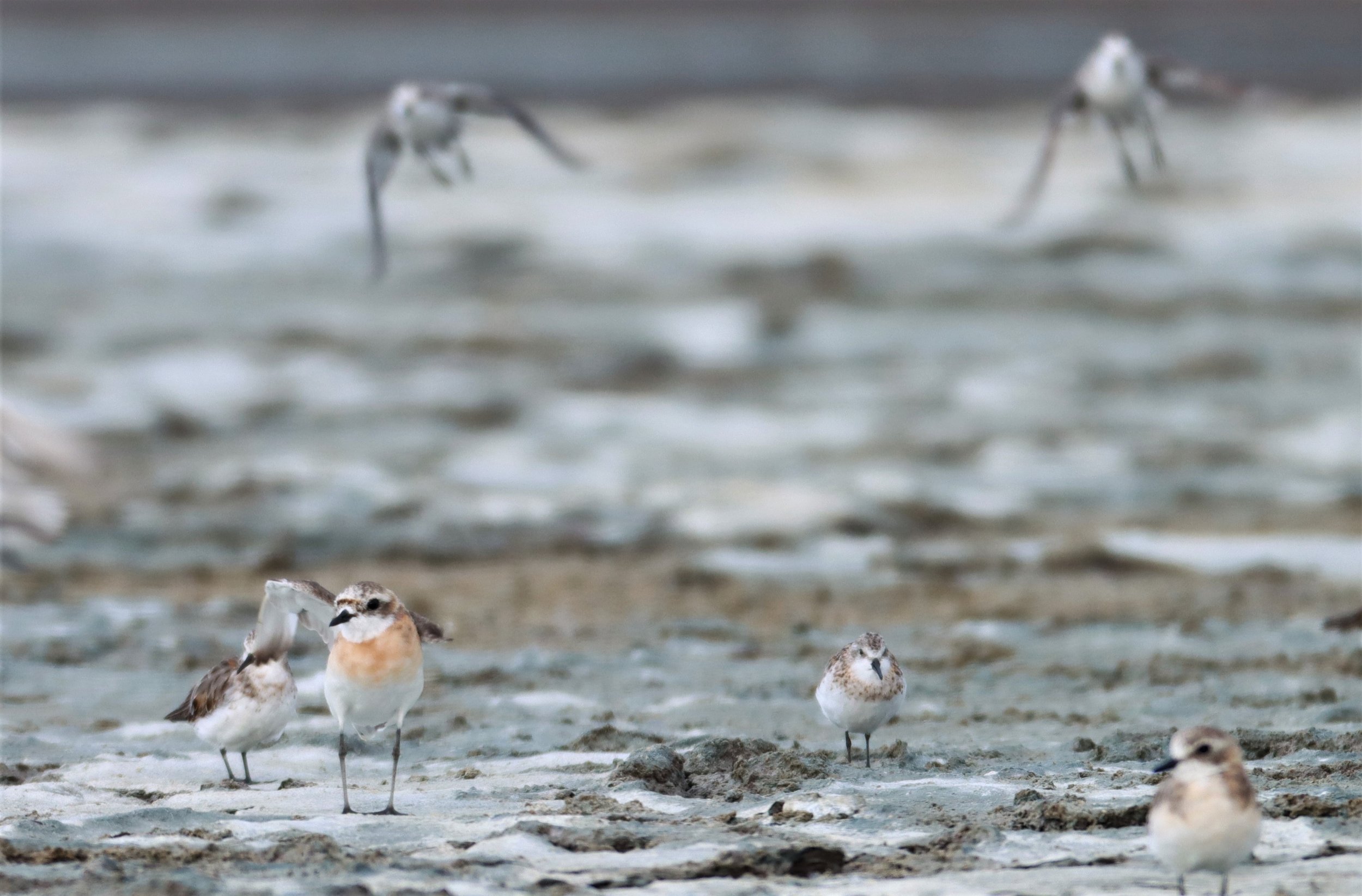 PLOVER - LESSER SAND PLOVER - Charadrius mongolus - WITH RED-NECKED STINTS - KHLONG TAMRU CHONBURI (9).jpg