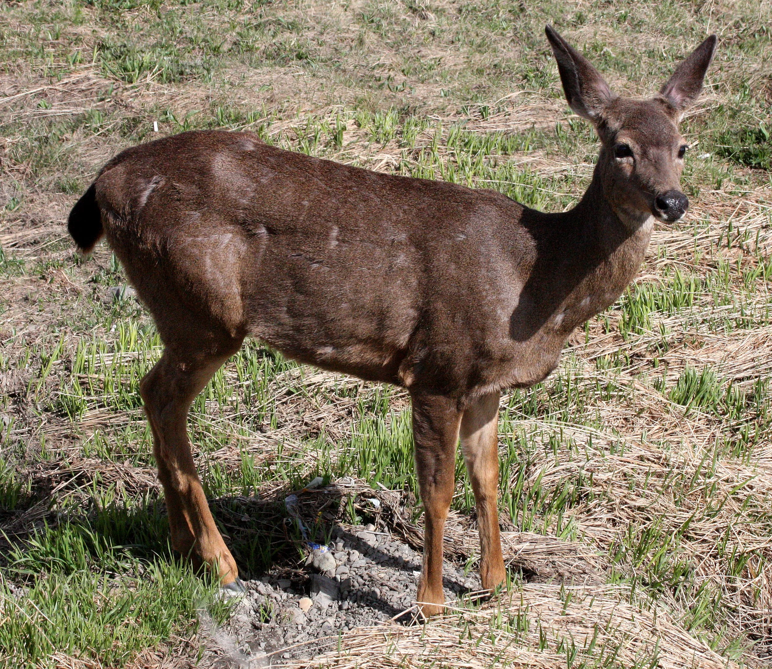 CERVID - DEER - BLACK-TAILED DEER - COLUMBIA SUBSPECIES - HURRICANE RIDGE WA (8).JPG