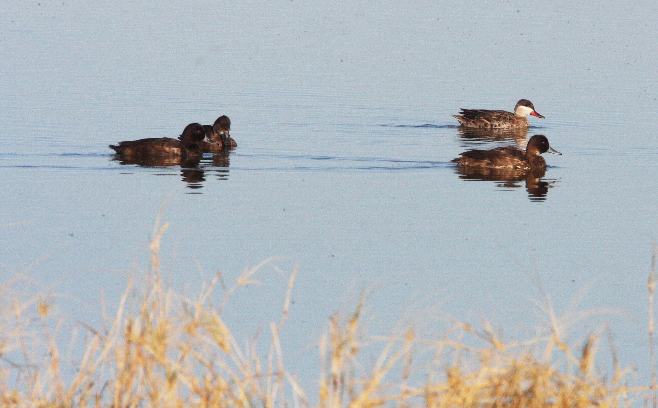 POCHARD - SOUTHERN POCHARD - Netta erythrophthalma - WITH RED-BILLED TEAL (Anas erythrorhyncha) - ETOSHA NP NAMIBIA (1).JPG