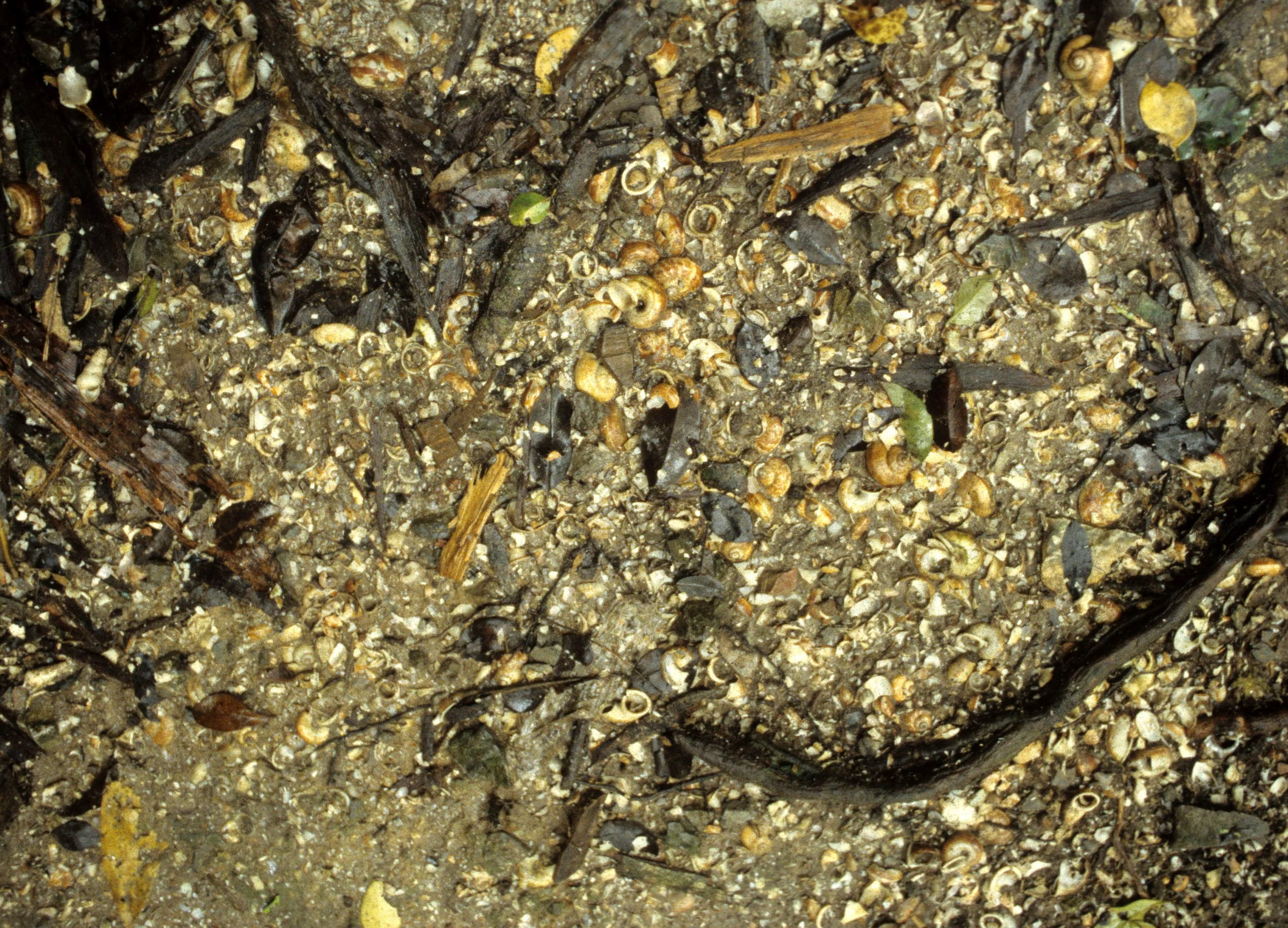 INVERT - MOLLUSCA - SNAIL SHELLS - CUC PHUONG NP VIET NAM.jpg