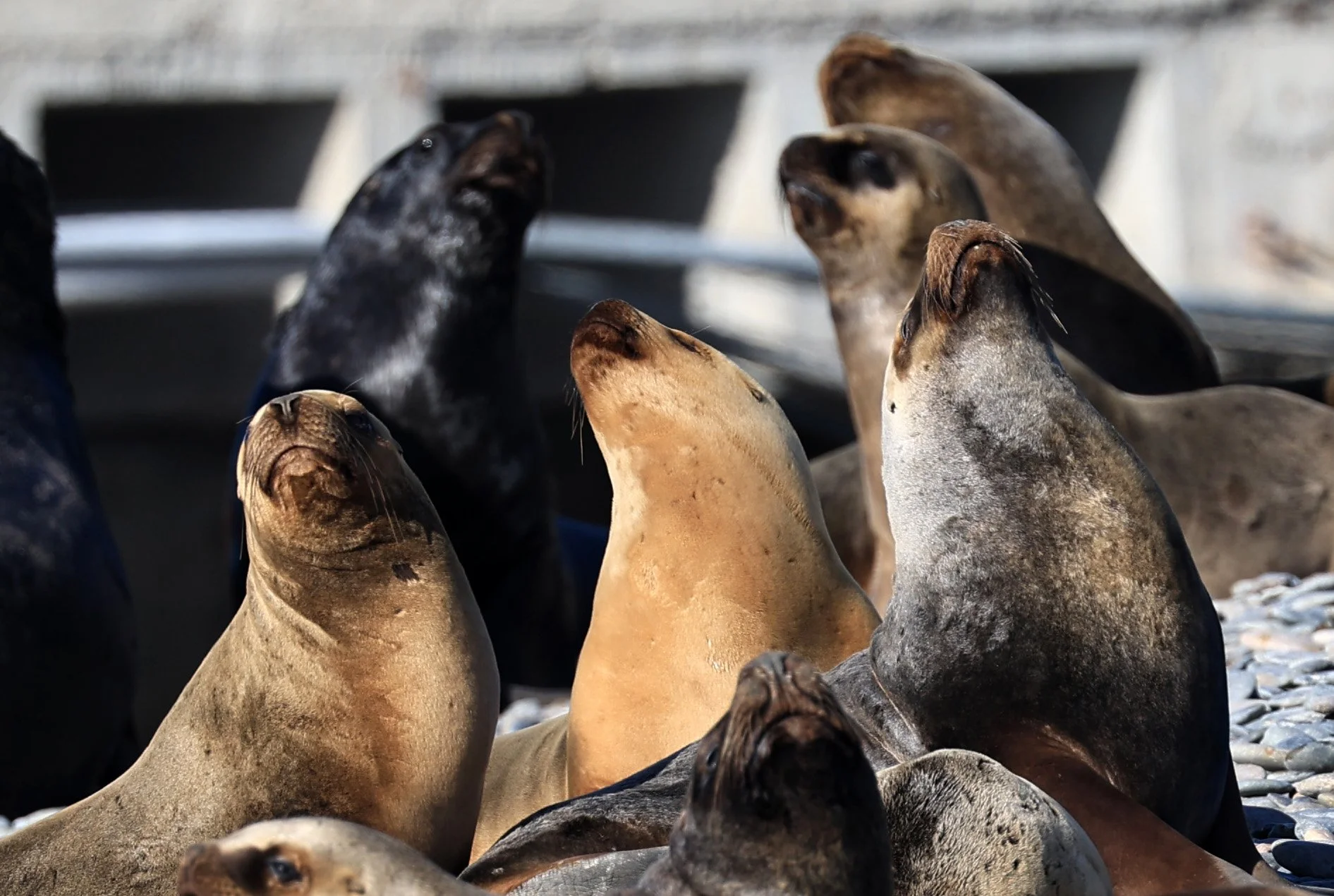 South American Sea Lion (Otaria flavescens) Puerto Rawson Argentina (2).jpg