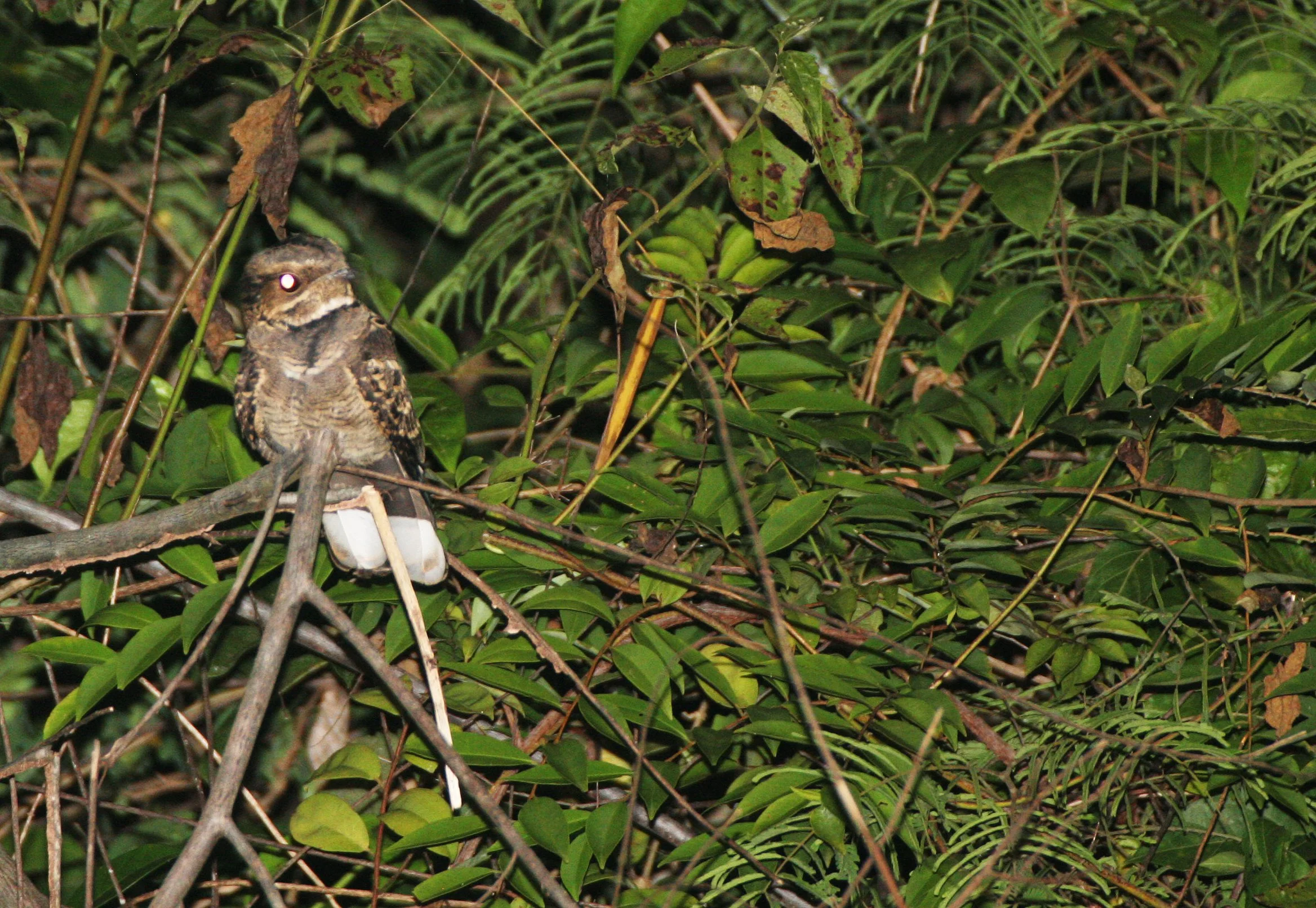 NIGHTJAR - LARGE-TAILED NIGHTJAR - Caprimulgus macrurus - PANG SIDA NATIONAL PARK THAILAND (34).JPG