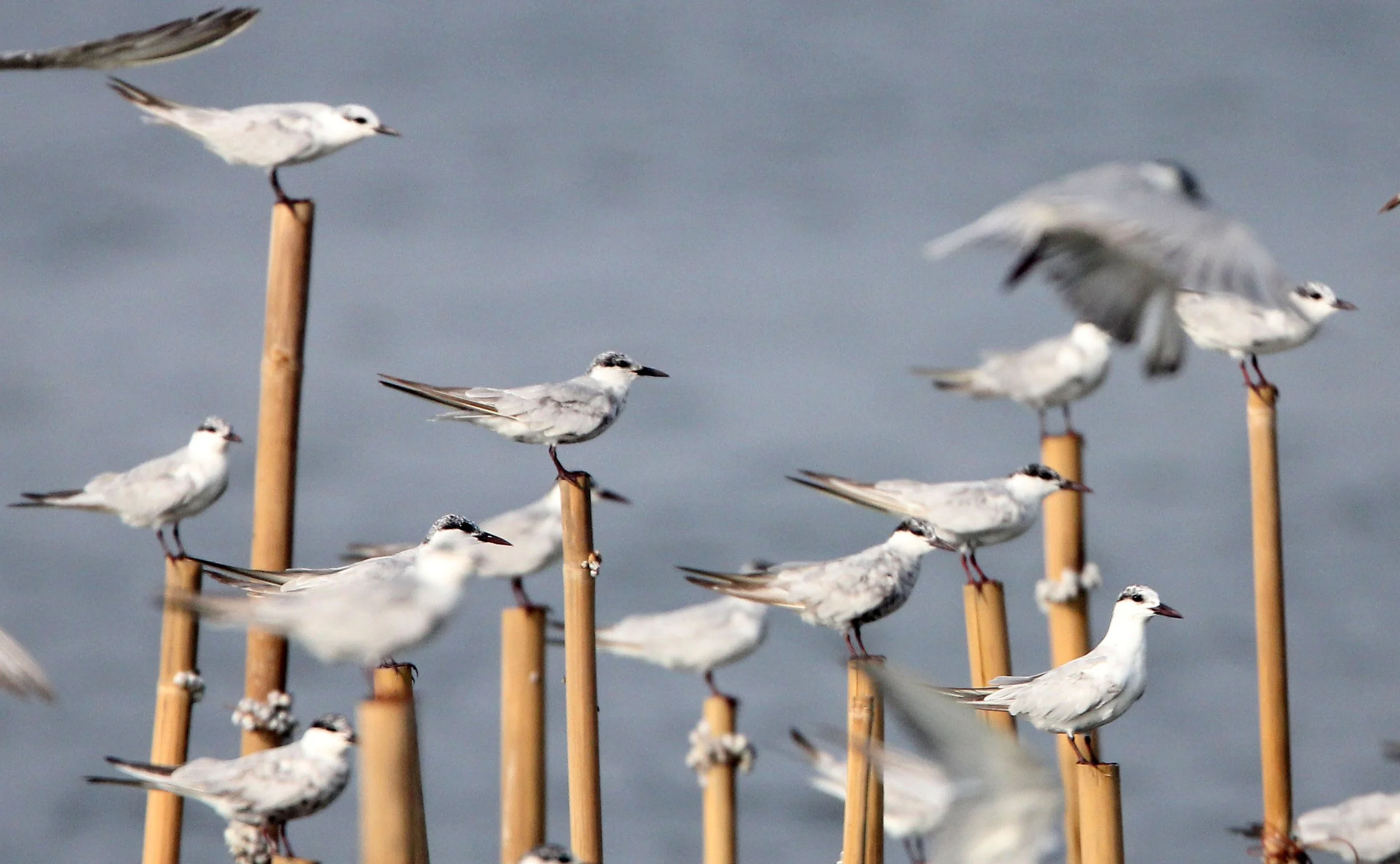 TERN - WHISKERED & CRESTED - Chlidonia hybridus - Sterna bergii - BAN PAK KHLONG PRAMONG ESS WHALE TRIP (19).JPG