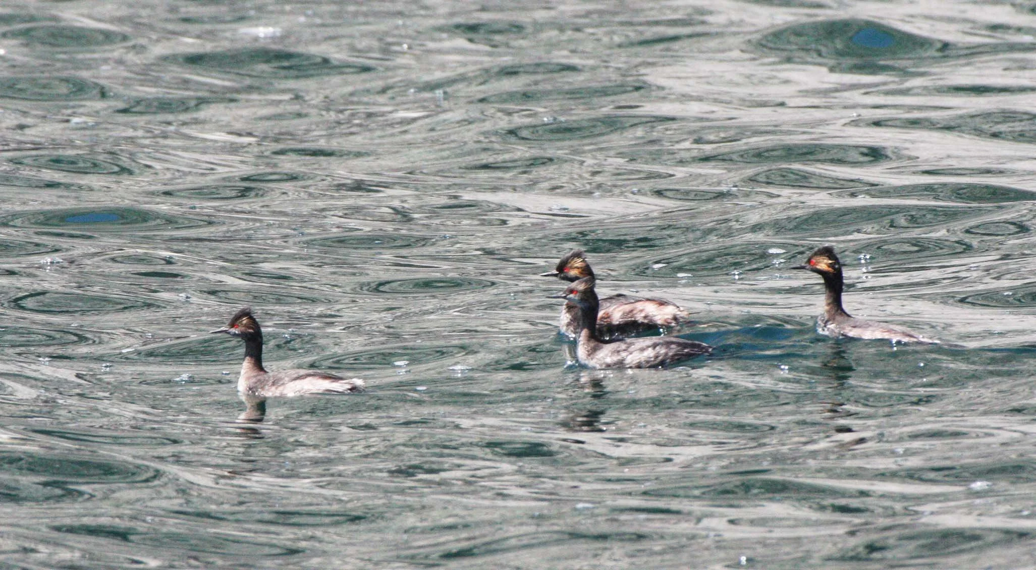 Eared Grebe (Podiceps nigricollis) Isla Santa Catalina Baja Mexico (1).JPG