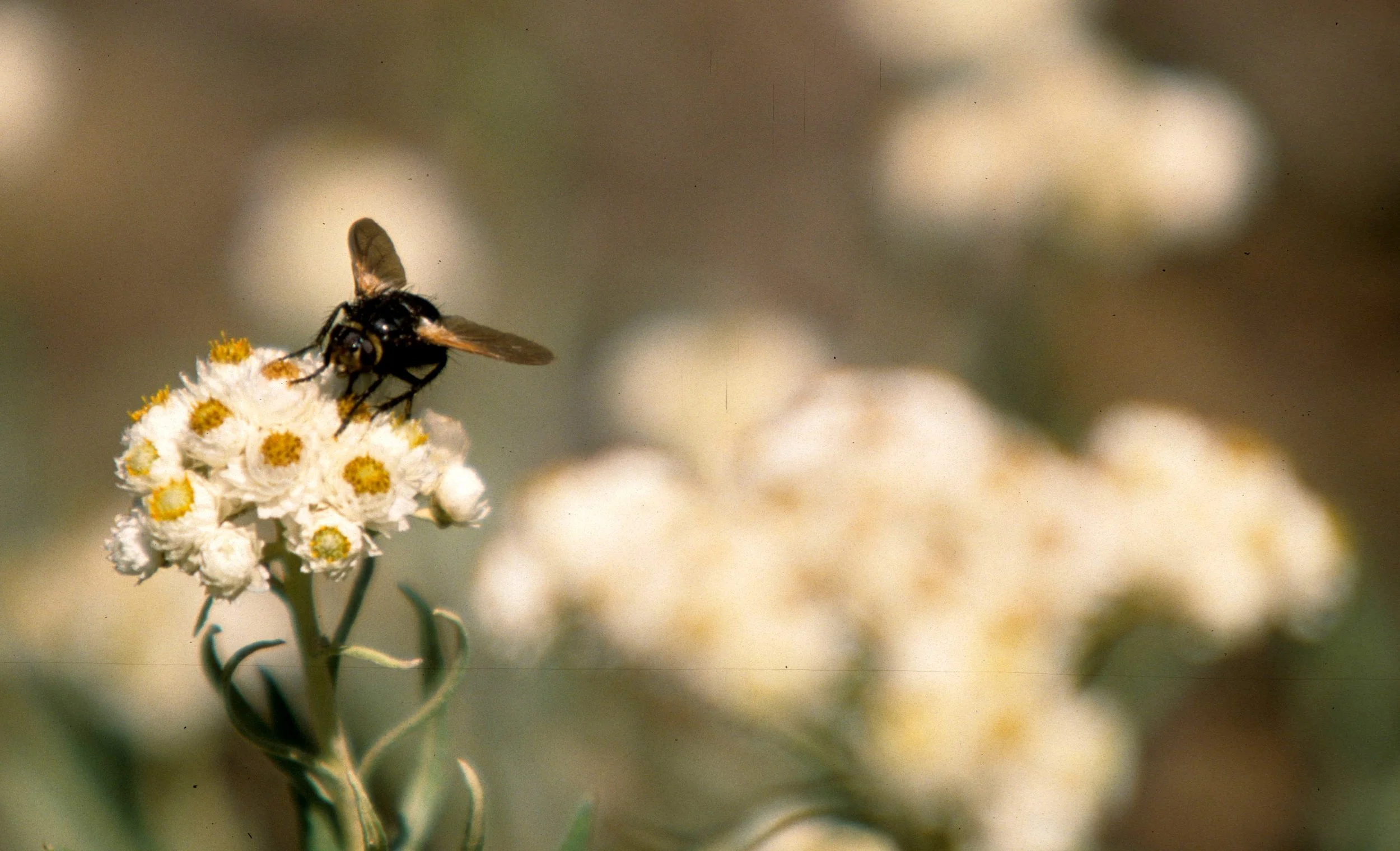 INVERTS - DIPTERA - SPECIES  .jpg