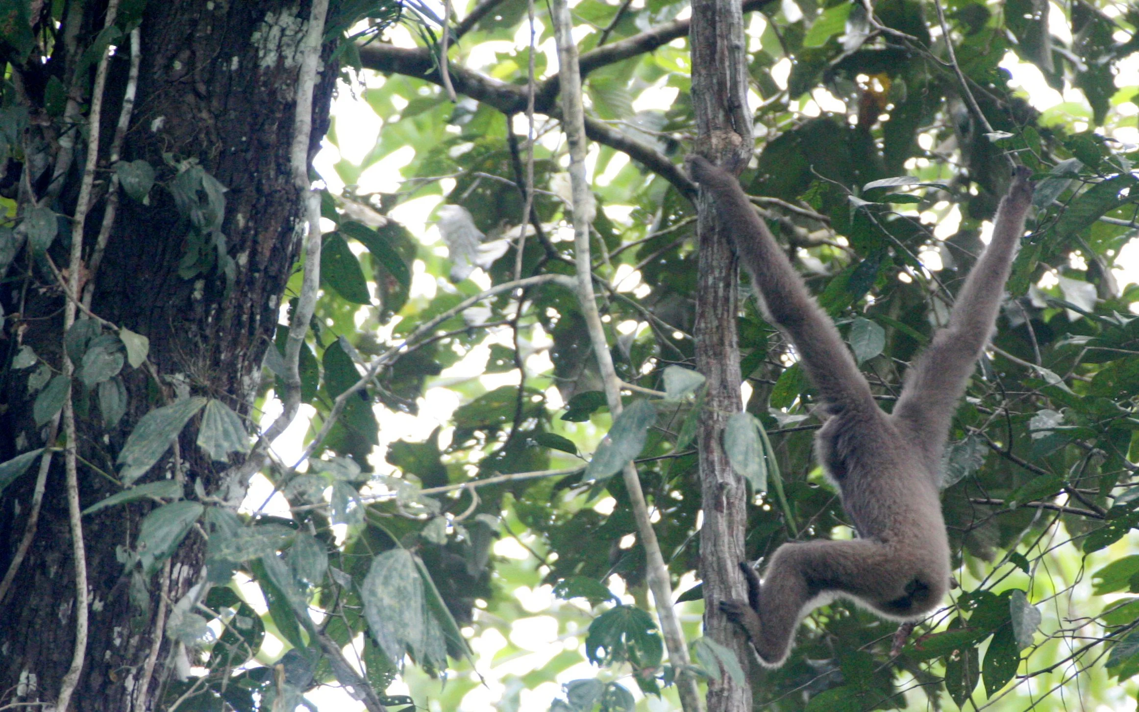 HYLOBATIDAE - Hylobates muelleri - MUELLER'S (GRAY) GIBBON - TABIN WILDLIFE RESERVE  (12).JPG