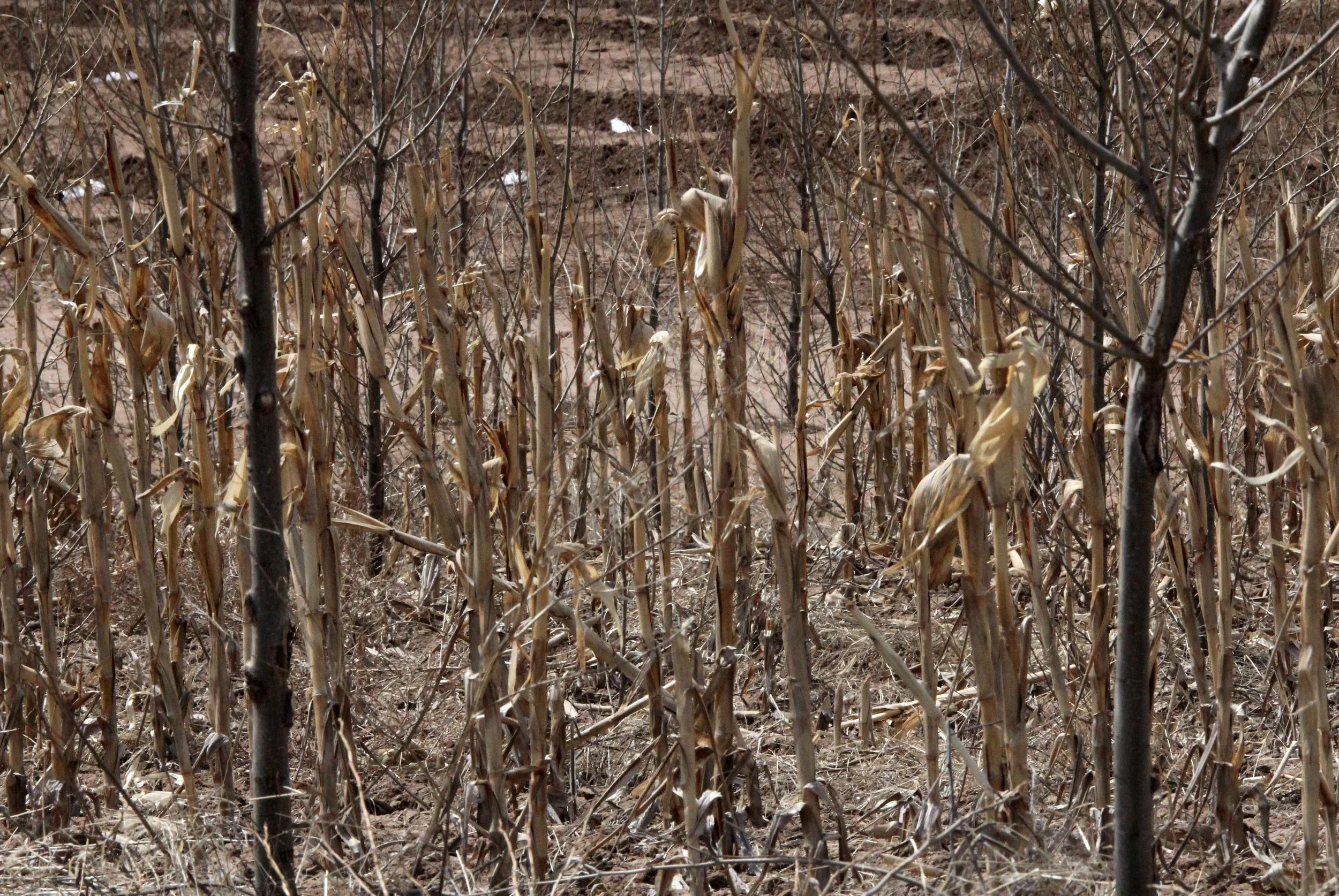 INNER MONGOLIA 2013 (784).JPG