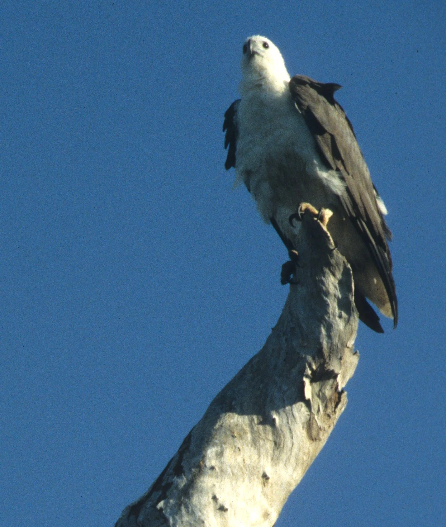 Haliaeetus leucogaster - WHITE-BELLIED SEA EAGLE - DAINTREE FOREST QUEENSLAND (1).jpg