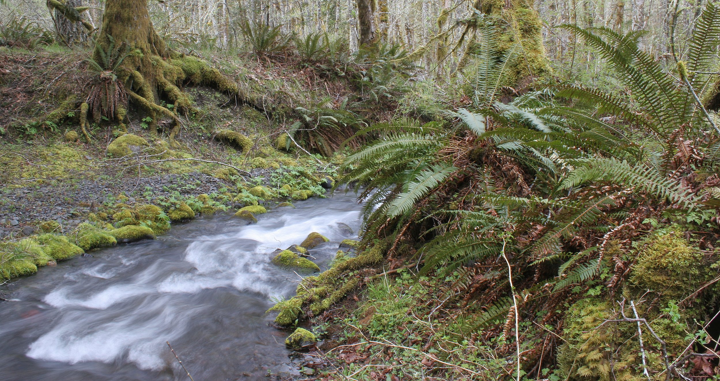 ELWHA RIVER VALLEY (21).JPG