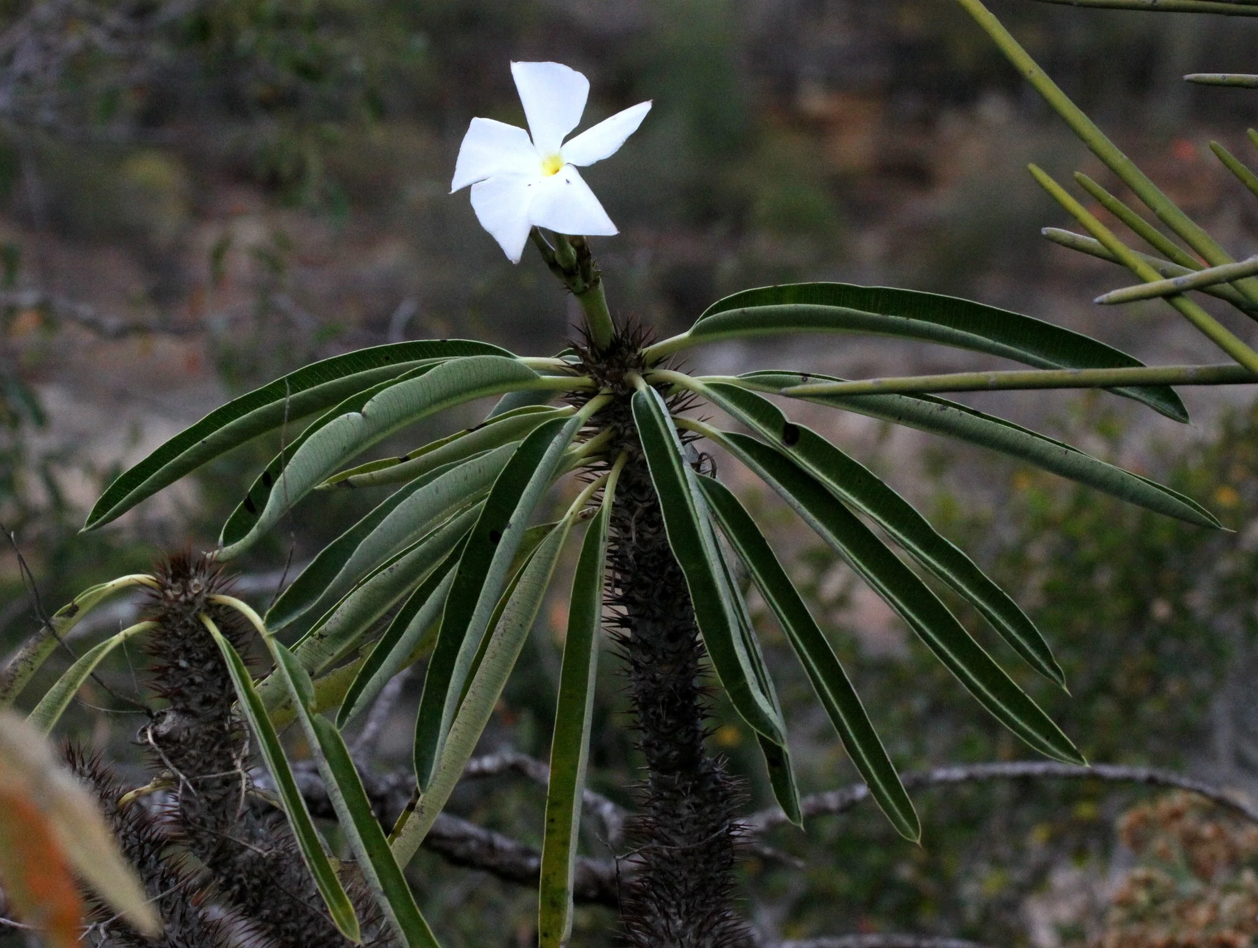 PLANT - PACHYPODIUM LAMEREI - ANDOHAHELA NATIONAL PARK MADAGASCAR (2).JPG