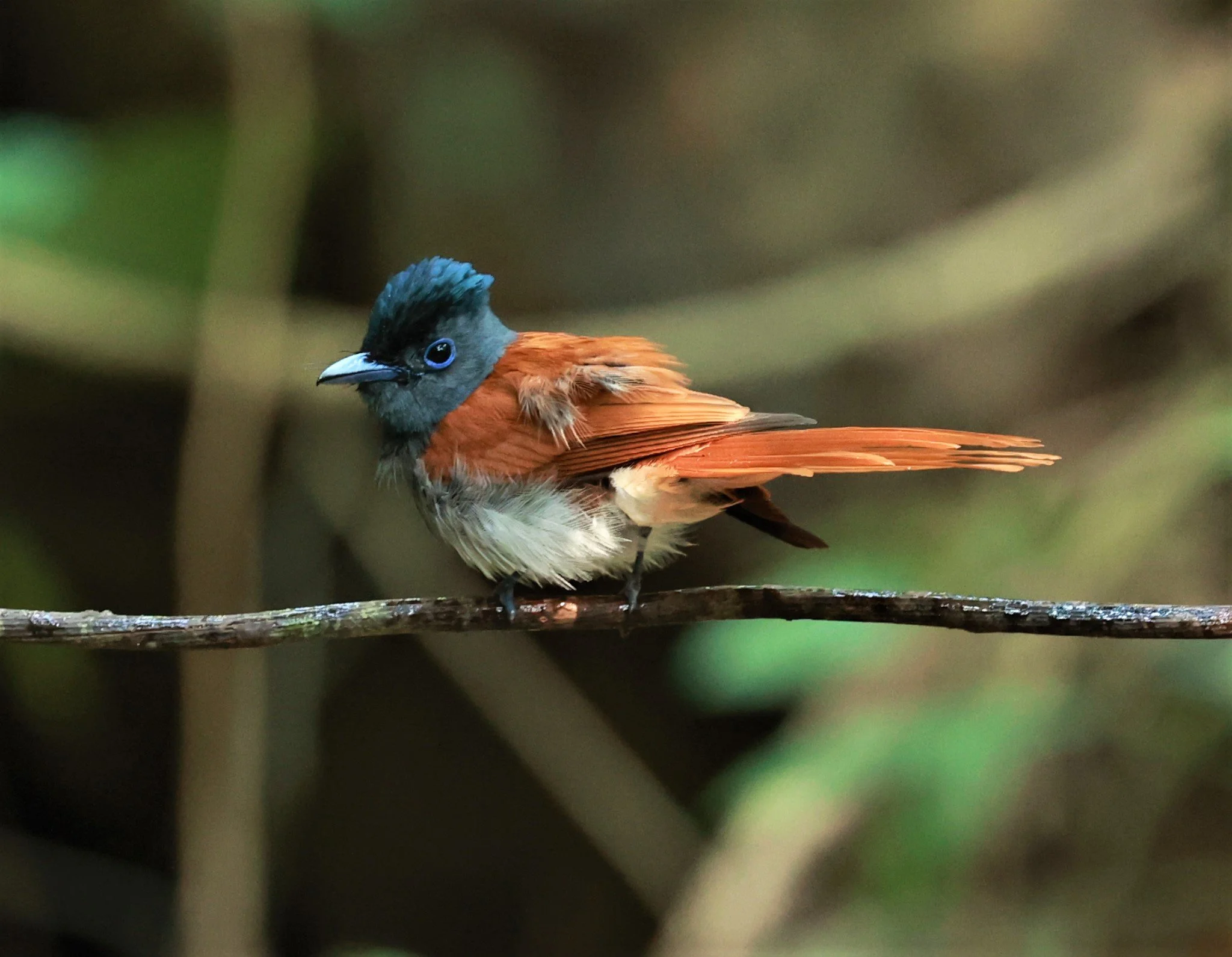 PARADISE-FLYCATCHER - BLYTH'S PARADISE-FLYCATCHER - Terpsiphone affinis - KRUNG CHING, KHAO LUANG NATIONAL PARK, THAILAND APRIL 2023 (102).jpg