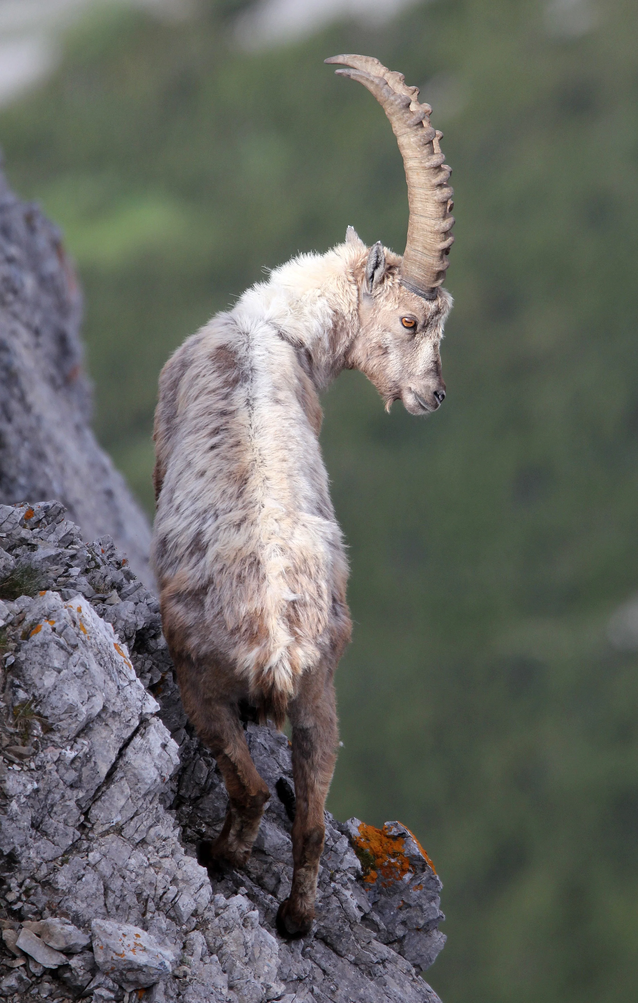 IBEX - ALPINE IBEX - Capra ibex - STELVIO NATIONAL PARK ITALY (105).JPG