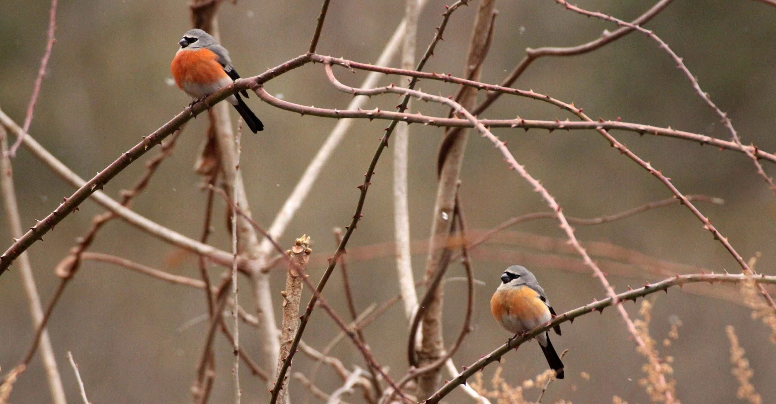 Grey-headed Bullfinch (Pyrrhula erythaca) foping Nature Reserve, Shaanxi China (4).JPG