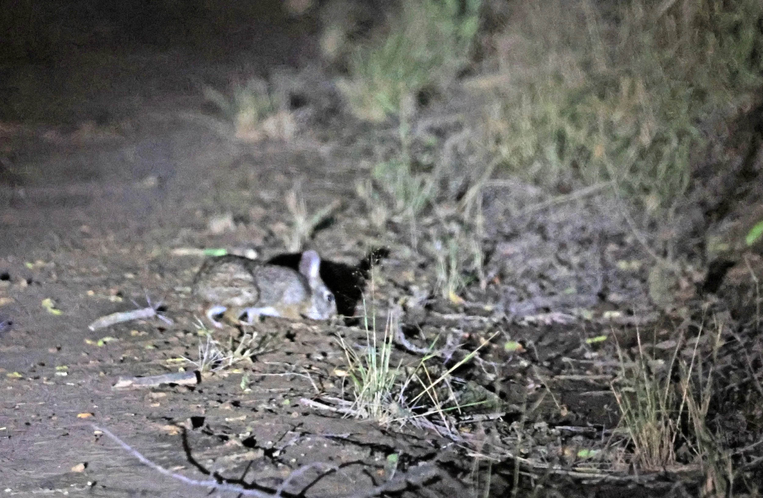 Tapetí (Sylvilagus brasiliensis) Reserva Nueland  Selva Serena (13).jpg