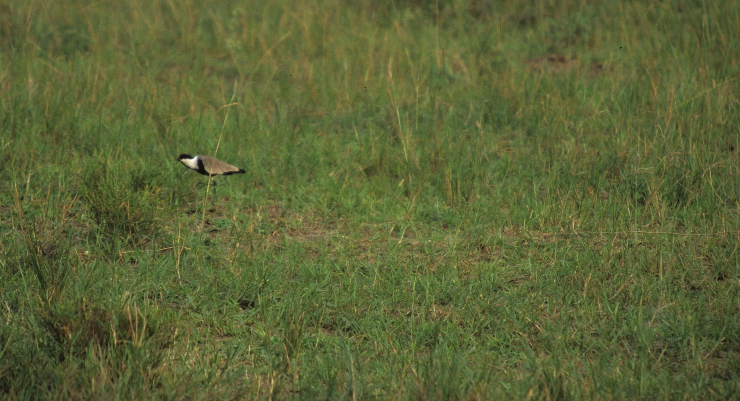 BIRDS - LAPWING - SPURWINGED - SERENGETI.jpg