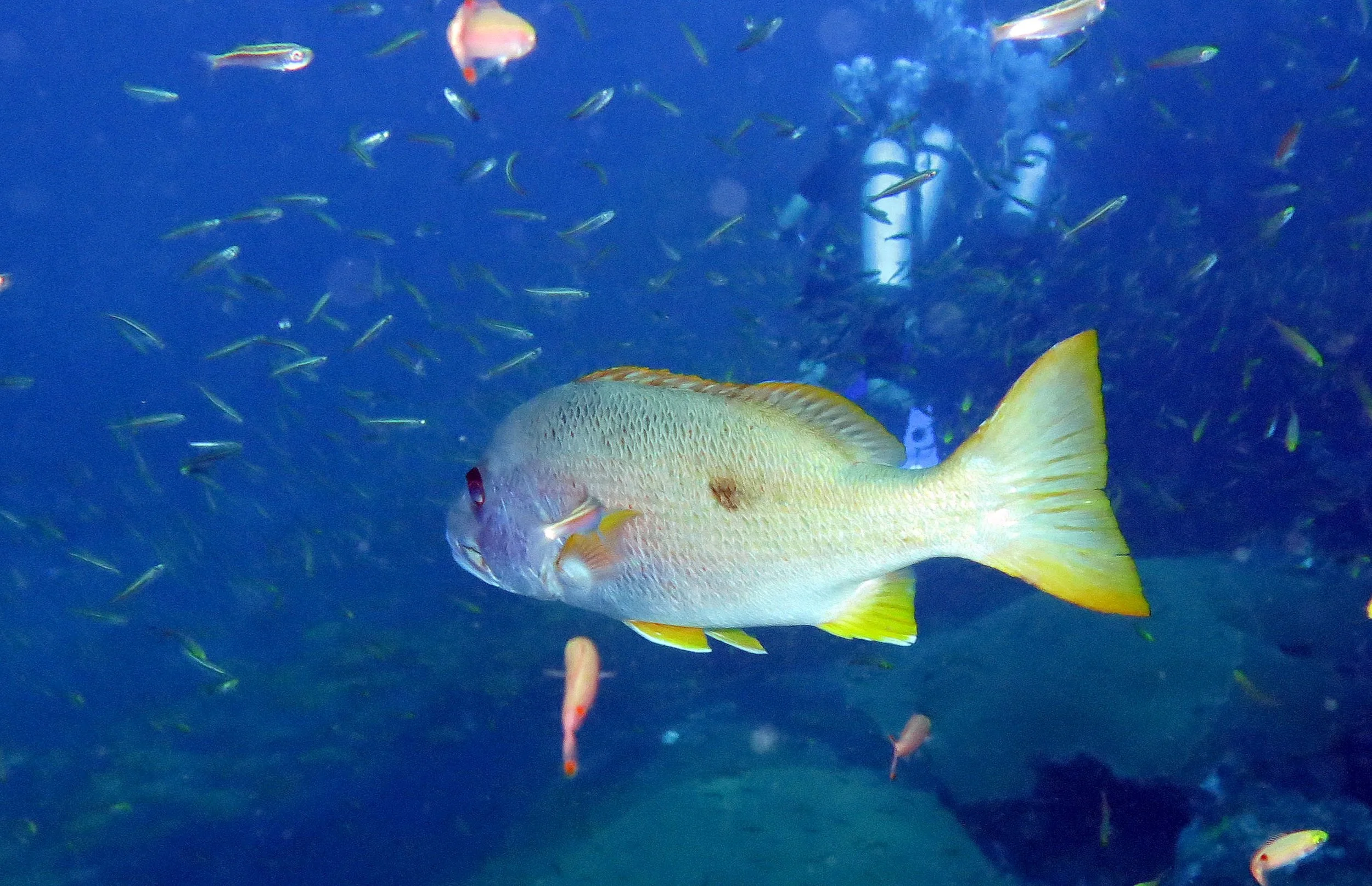 Family Lutjanidae - Snapper — Coke Smith Wildlife