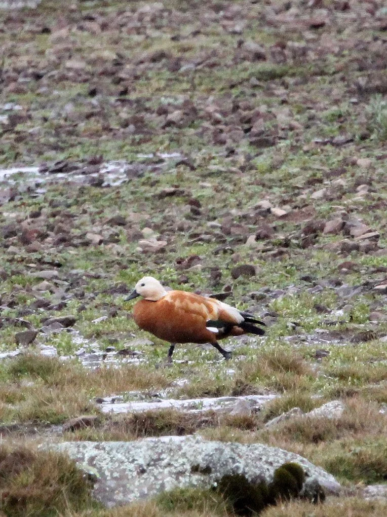 SHELDUCK - RUDDY SHELDUCK  - Tadorna ferruginea - BALE MOUNTAINS NATIONAL PARK ETHIOPIA (10).JPG