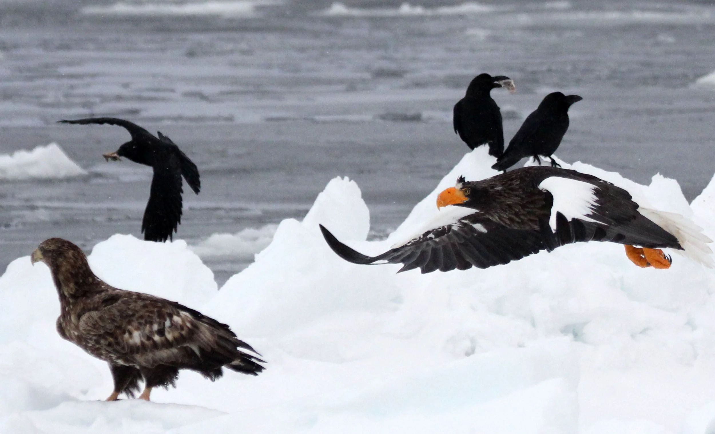 BIRD - EAGLE - STELLER'S SEA EAGLE - RAUSU, SHIRETOKO PENINSULA & NATIONAL PARK - HOKKAIDO JAPAN (113).JPG