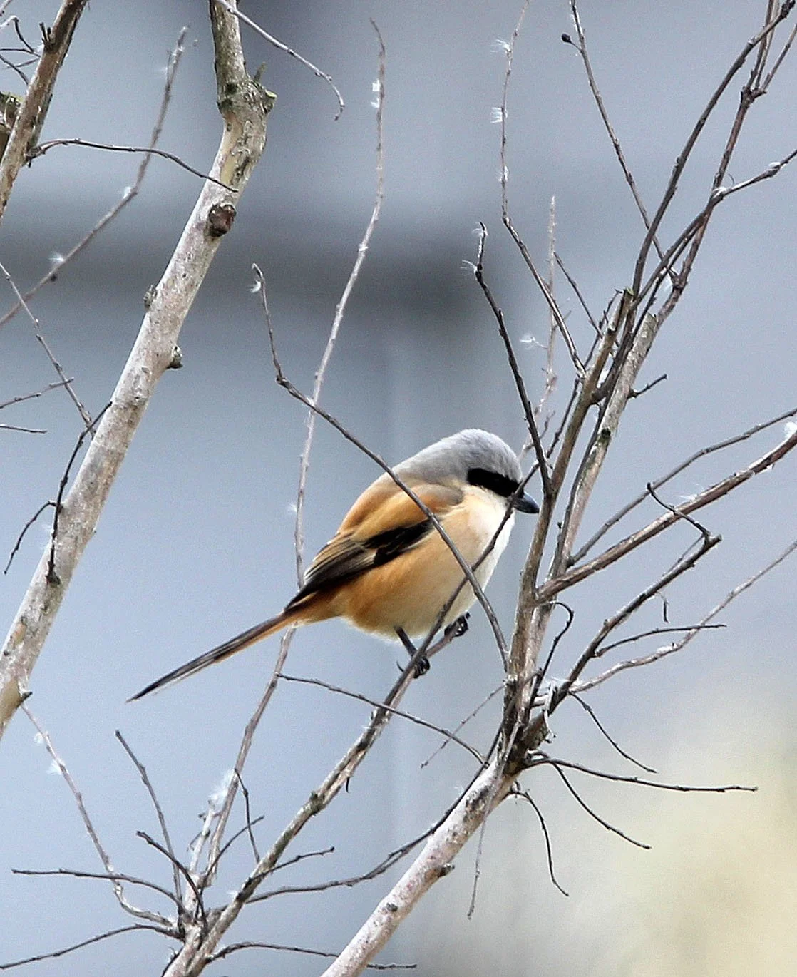 Long-tailed Shrike (Lanius schach) HuaXia Forest Park Shanghai (2).JPG