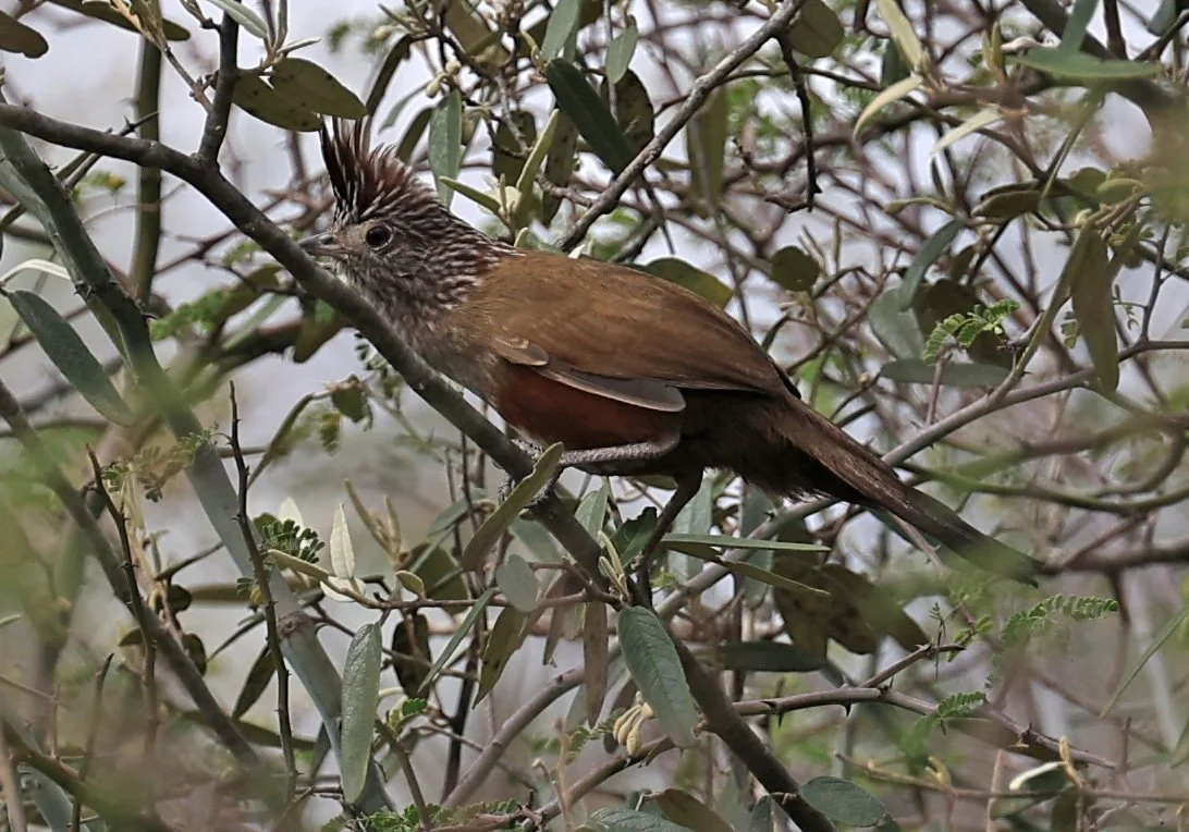 Crested Gallito (Rhinocrypta lanceolata) La Patria Sideroads Paraguay.jpg