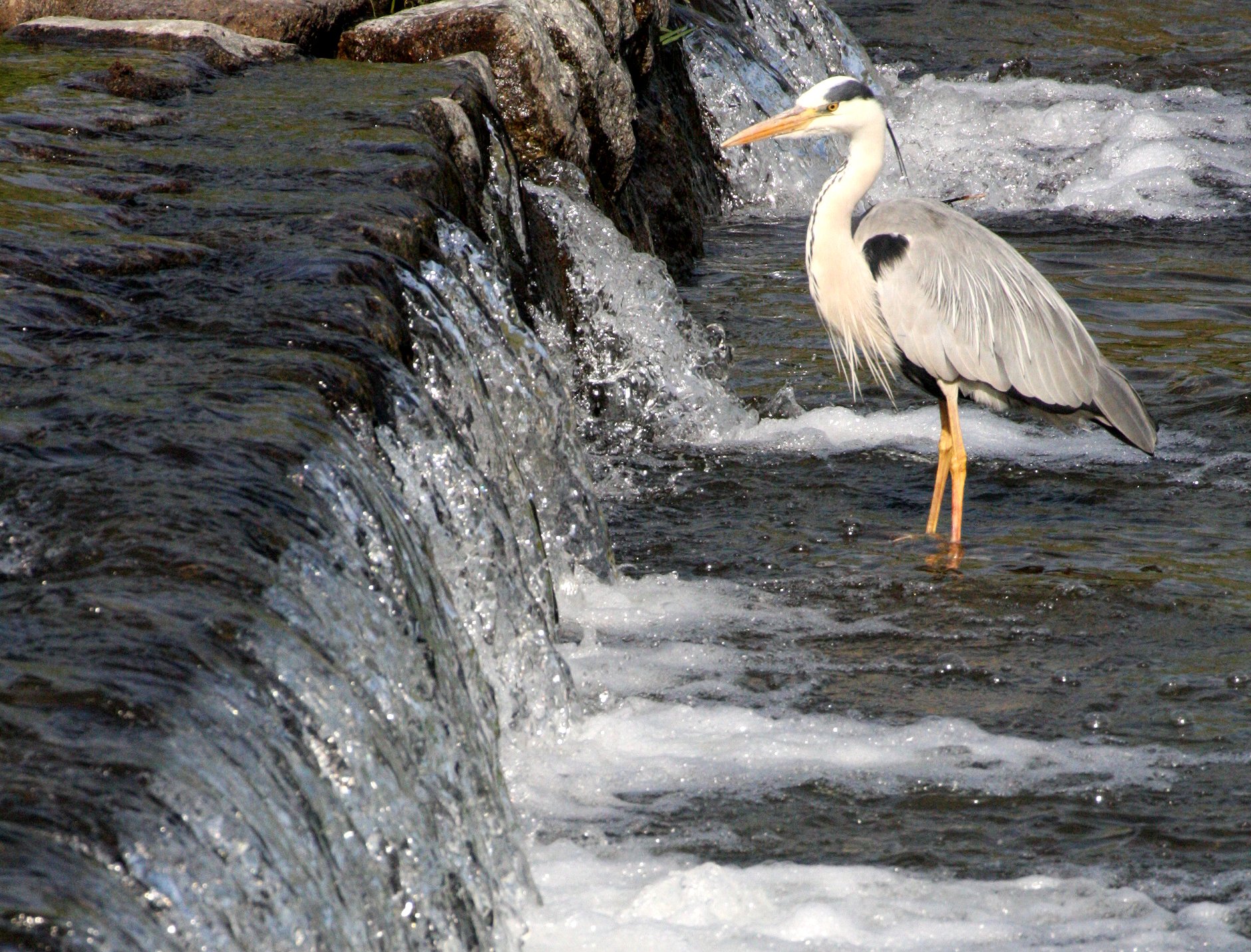 HERON - GREY HERON -  Ardea cinerea - KYOTO JAPAN (21).JPG