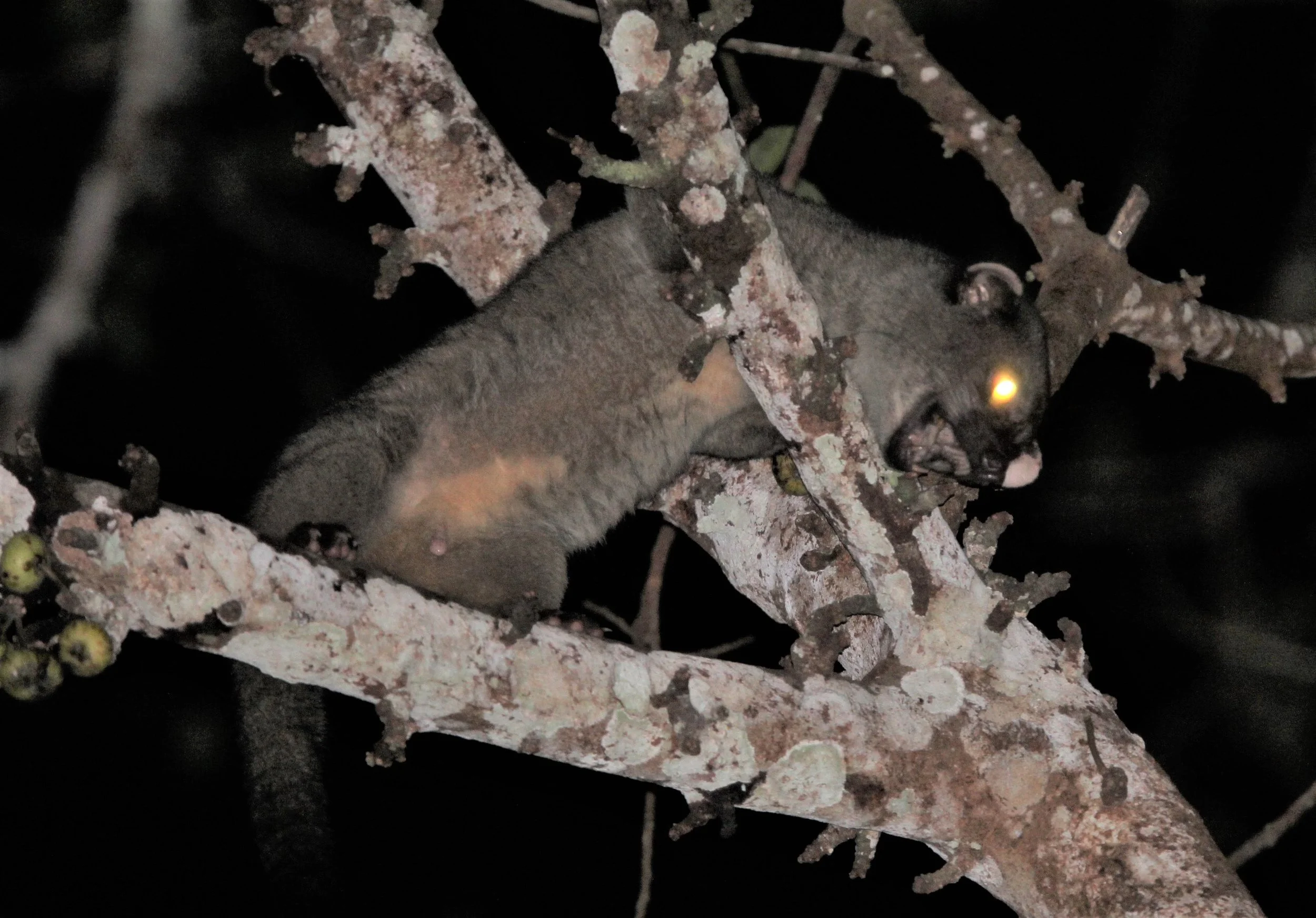 It is distinguished by three dark stripes running down its back and a characteristic white streak extending from its nose to its forehead. In Thai, it is called ee-hen na khao (white-faced civet).  Highly arboreal and nocturnal, it rarely descends to