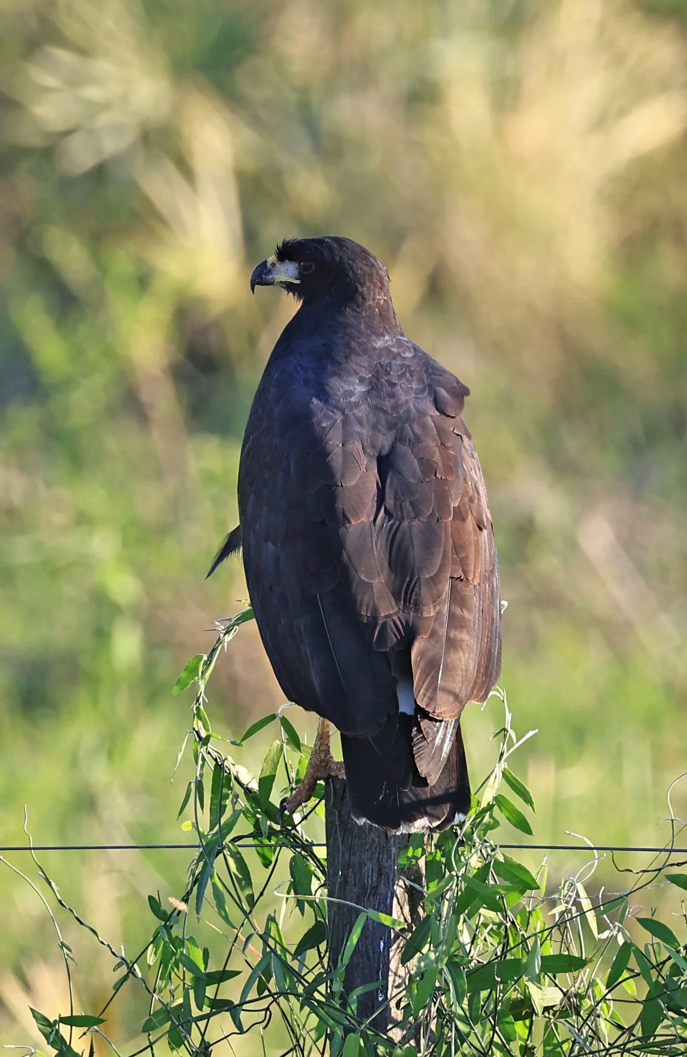 Great Black Hawk (Buteogallus urubitinga) Wetlands along Road between Pozo Colorado & Asuncion