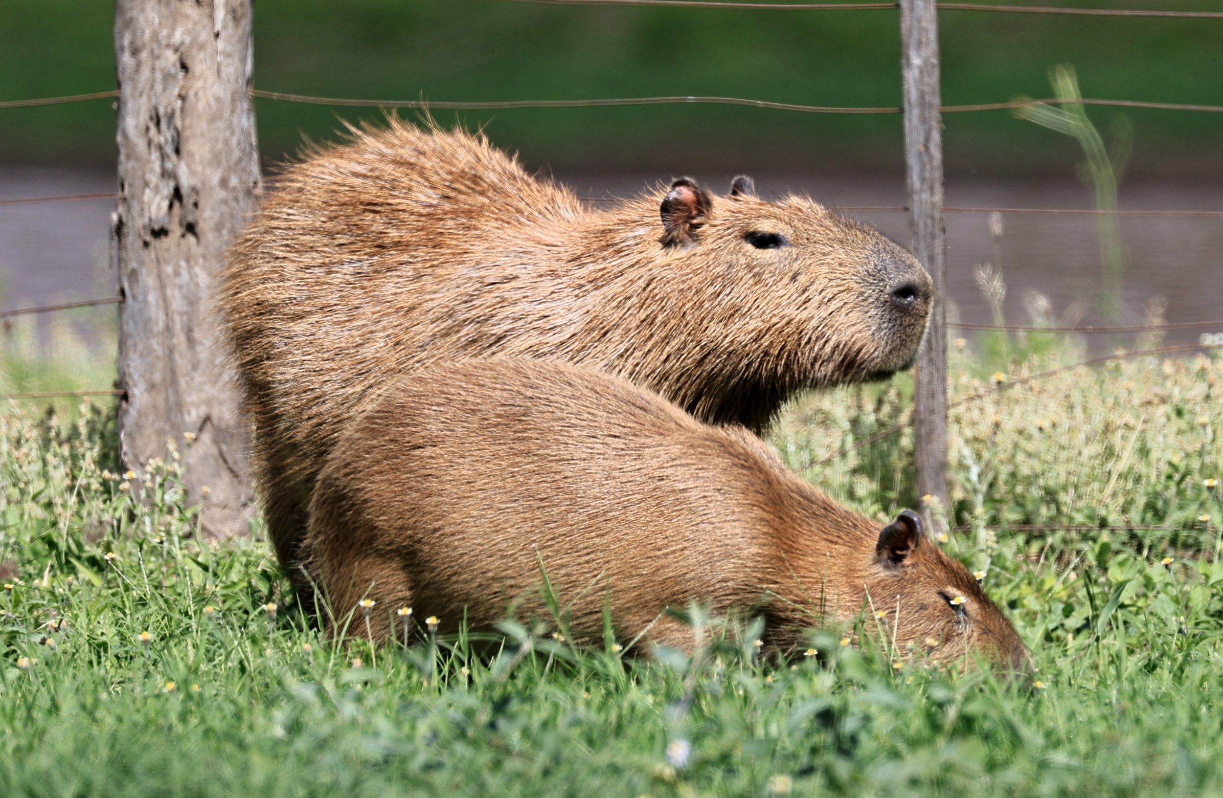 Capybara (Hydrochoerus hydrochaeris) Loma Plata Paraguay - Brunnen Strasse (49).jpg