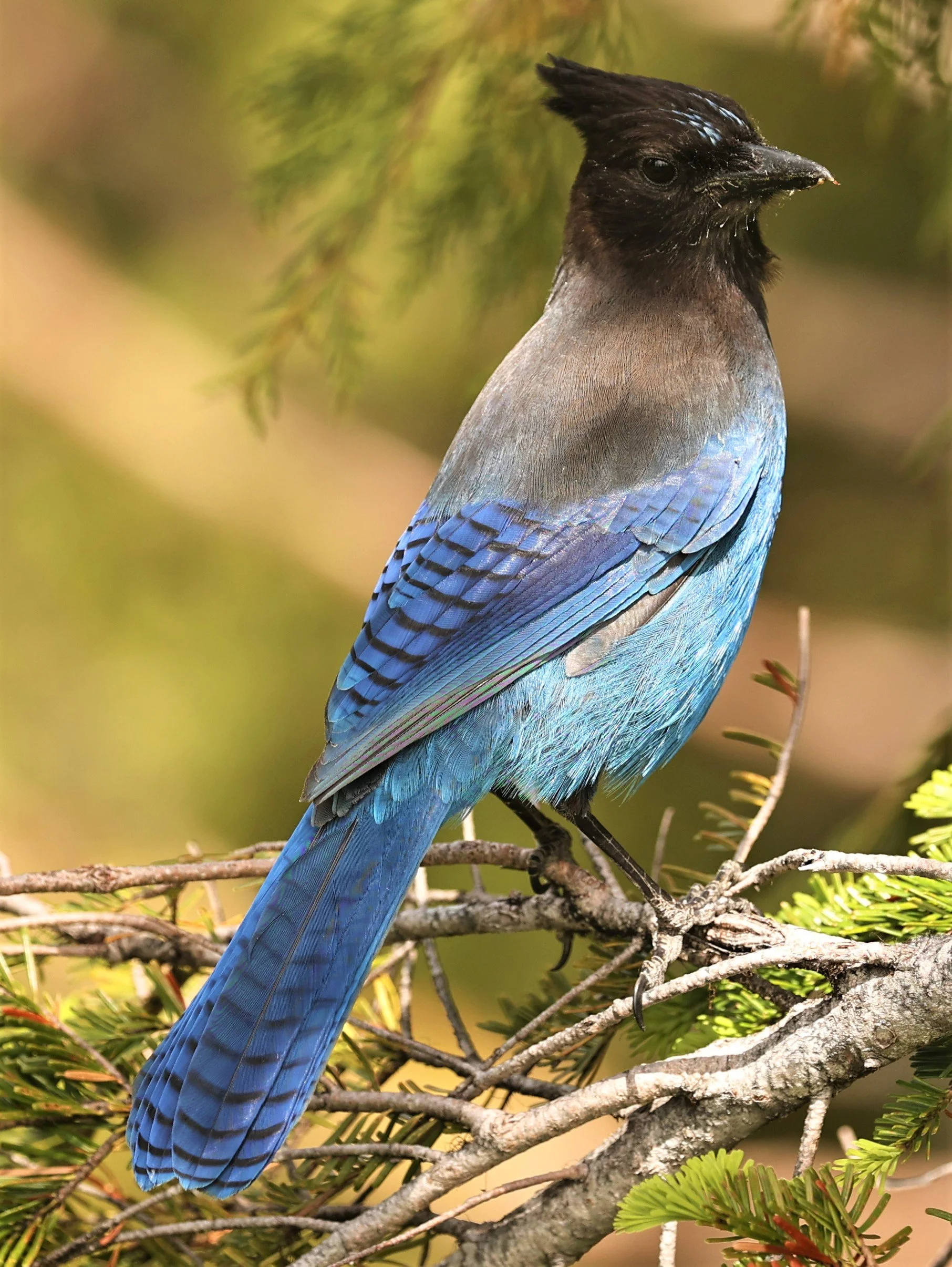 Cyanocitta stelleri - STELLER'S JAY - MOUNT RAINIER NATIONAL PARK WASHINGTON (17).jpg