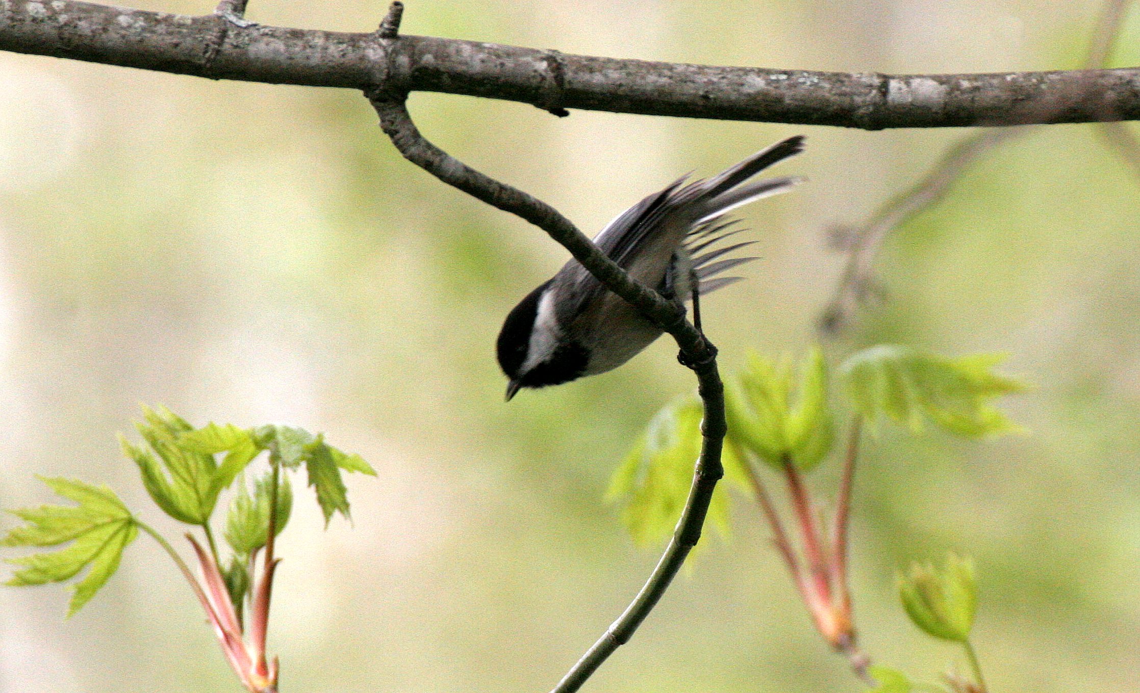 Black-capped chickadee (Poecile atricapillus) Dungeness River NWR, Olympic Peninsula Washington (11).JPG