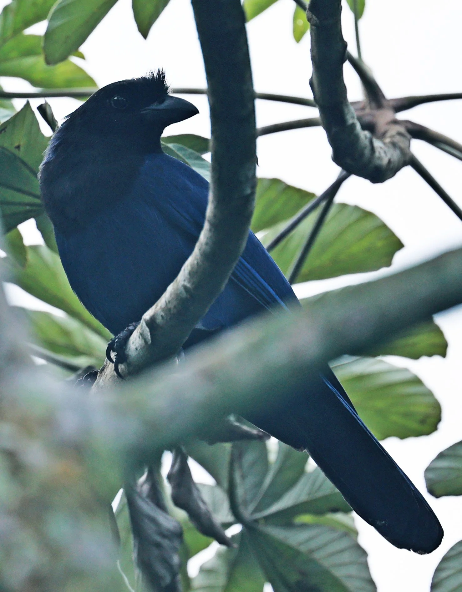 Azure Jay (Cyanocorax caeruleus) Superagui National Park, Brazil (1).jpg