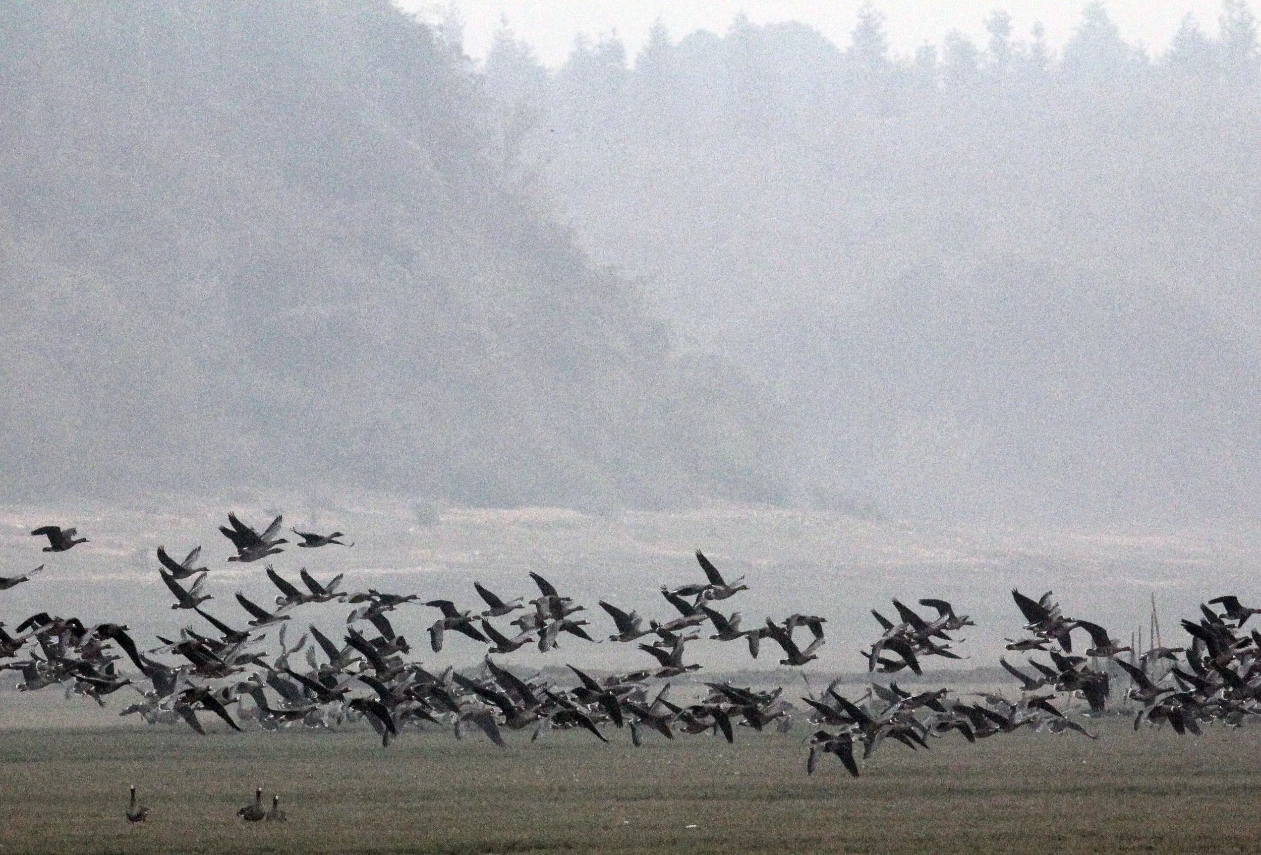 GOOSE - GREYLAG GOOSE - Anser anser - POYANG LAKE JIANGXI PROVINCE CHINA (4).JPG