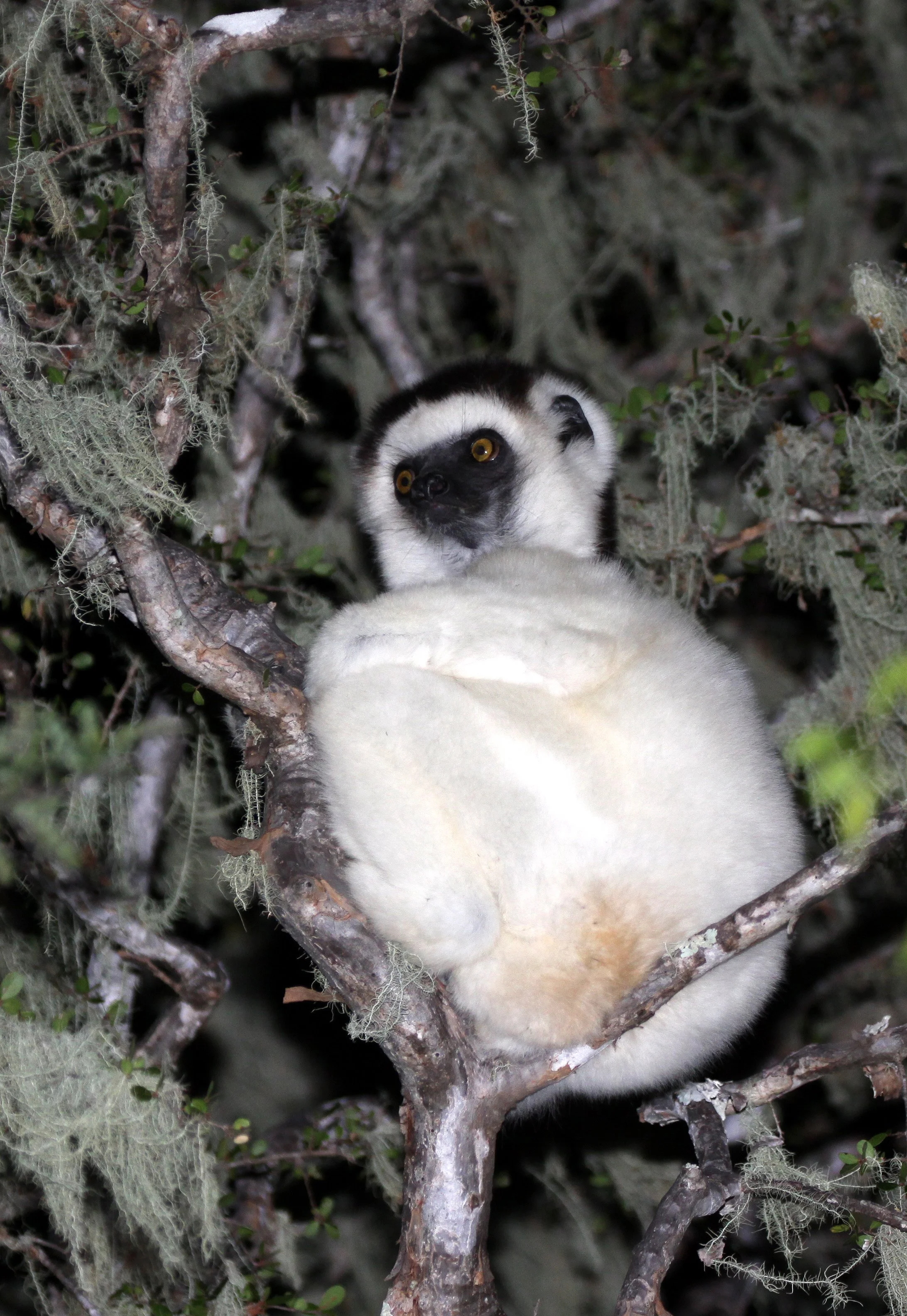 INDRIIDAE - Propithecus verreauxi - VERREAUX'S SIFAKA - ANDOHAHELA NATIONAL PARK MADAGASCAR (60).JPG