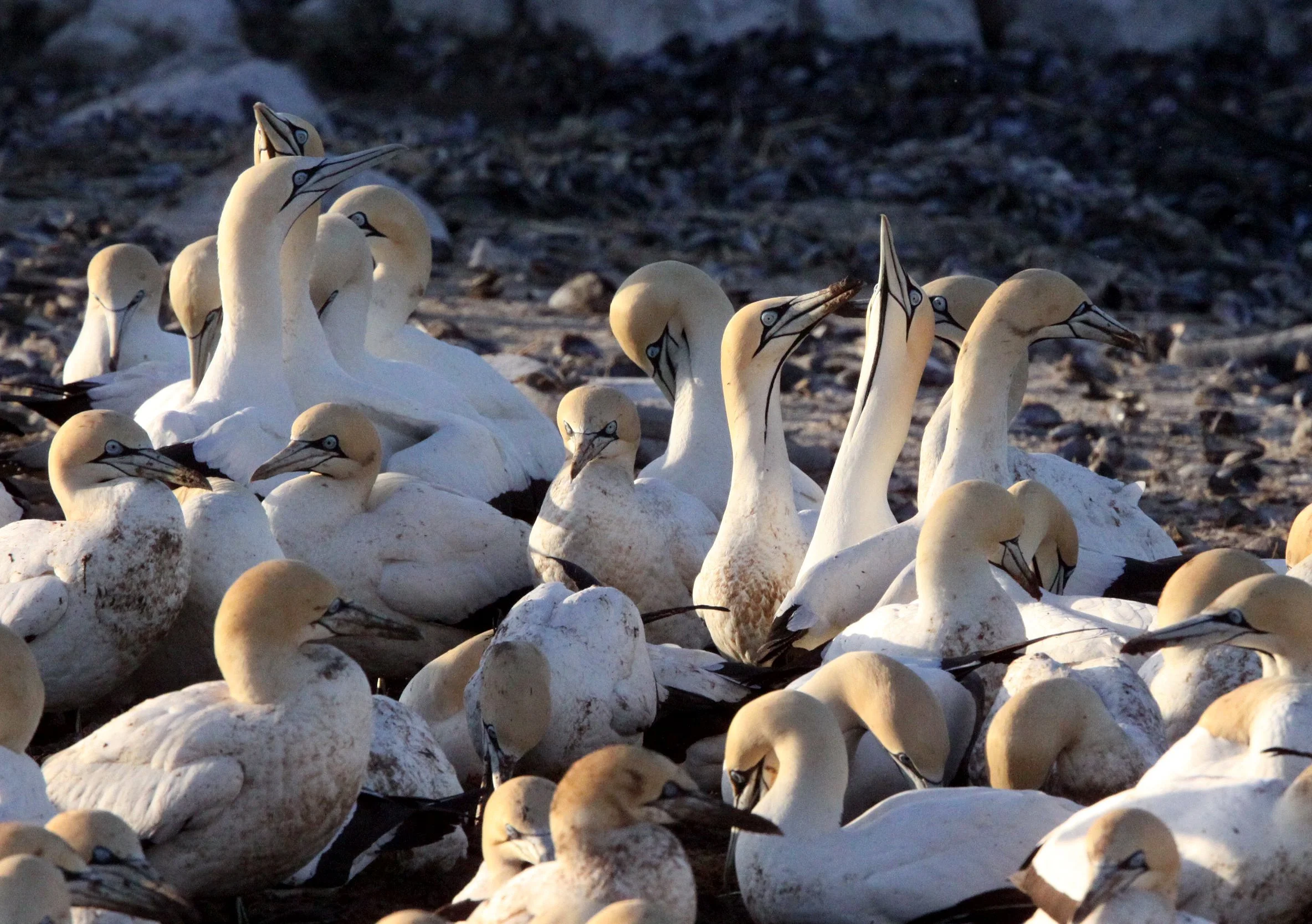 Cape gannet (Morus capensis) Lambert's Bay South Africa (81).JPG