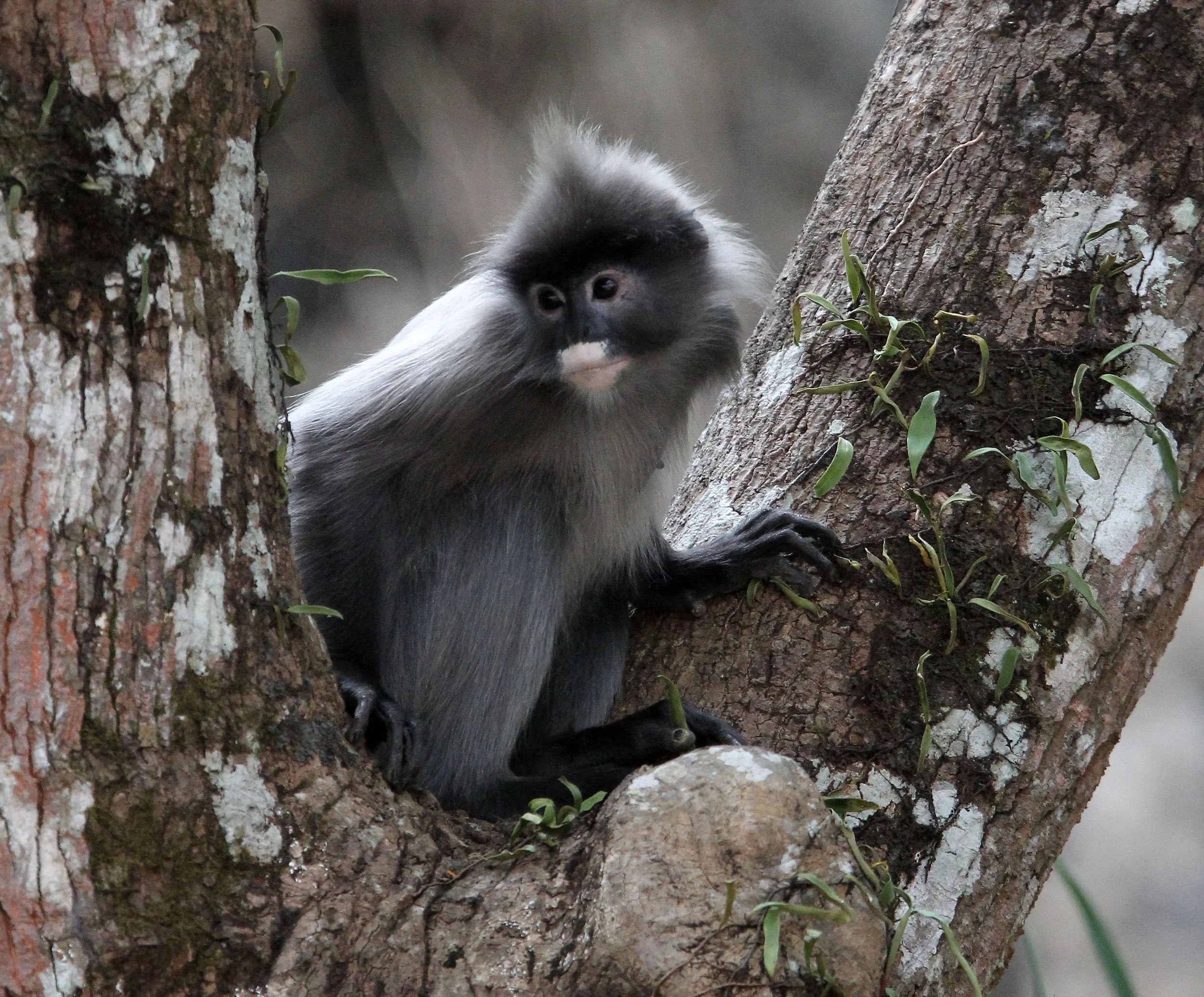 CERCOPITHECIDAE - Trachypithecus crepusculus - INDOCHINESE GRAY LANGUR - WAT PHA PU LOEI PROVINCE THAILAND (11).JPG