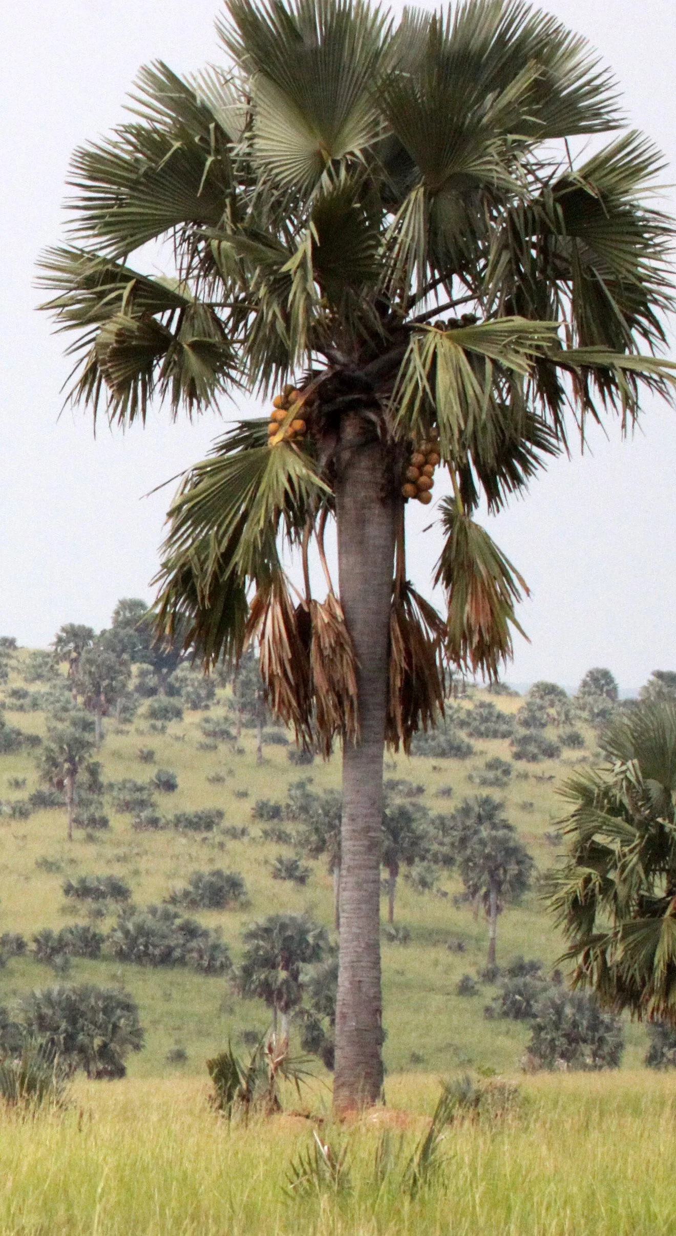 MURCHISON FALLS NP UGANDA (21).JPG