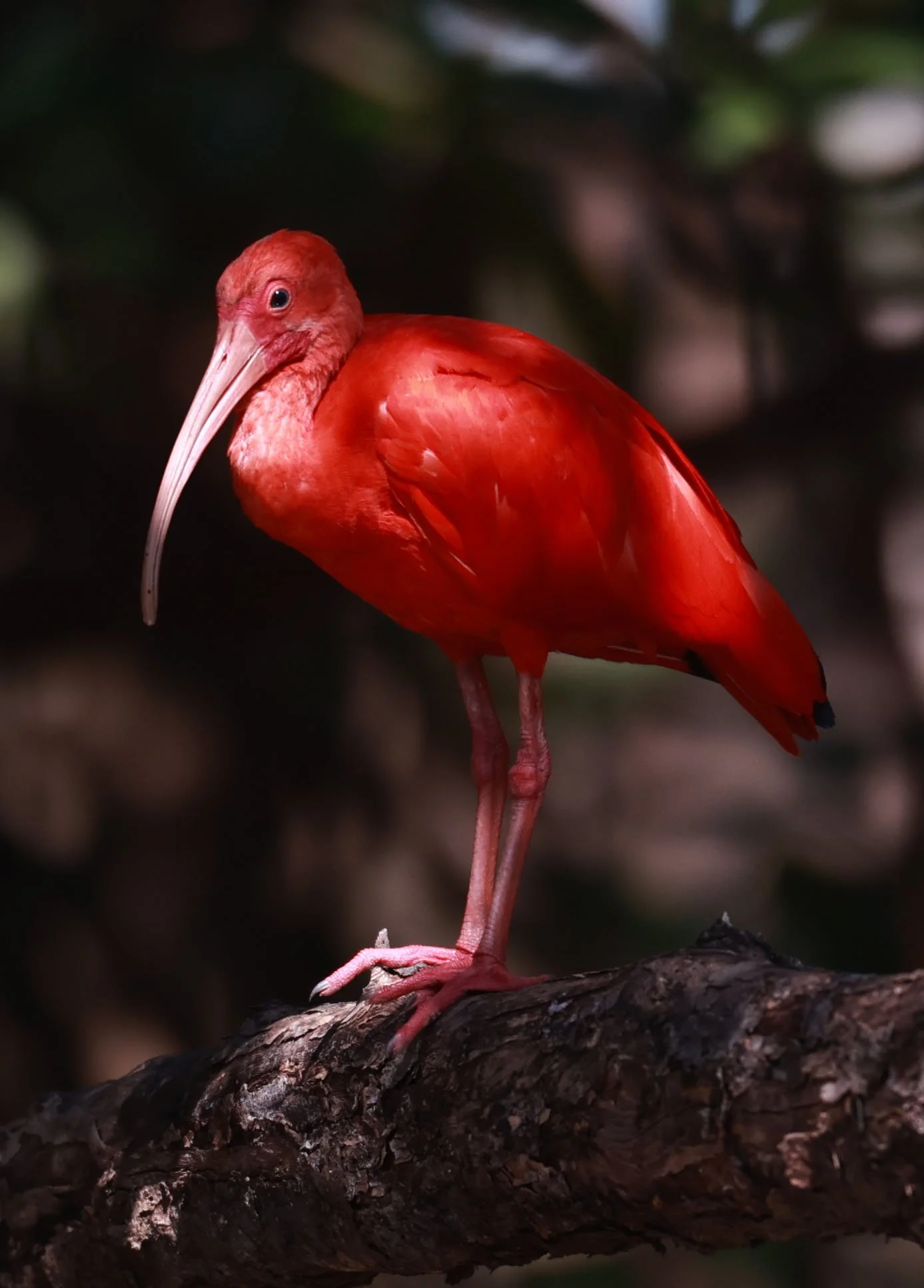 Ibis - Scarlet Ibis - Eudocimus ruber - 29 Songkaow Cafe, Chachoengsao Thailand (249).jpg