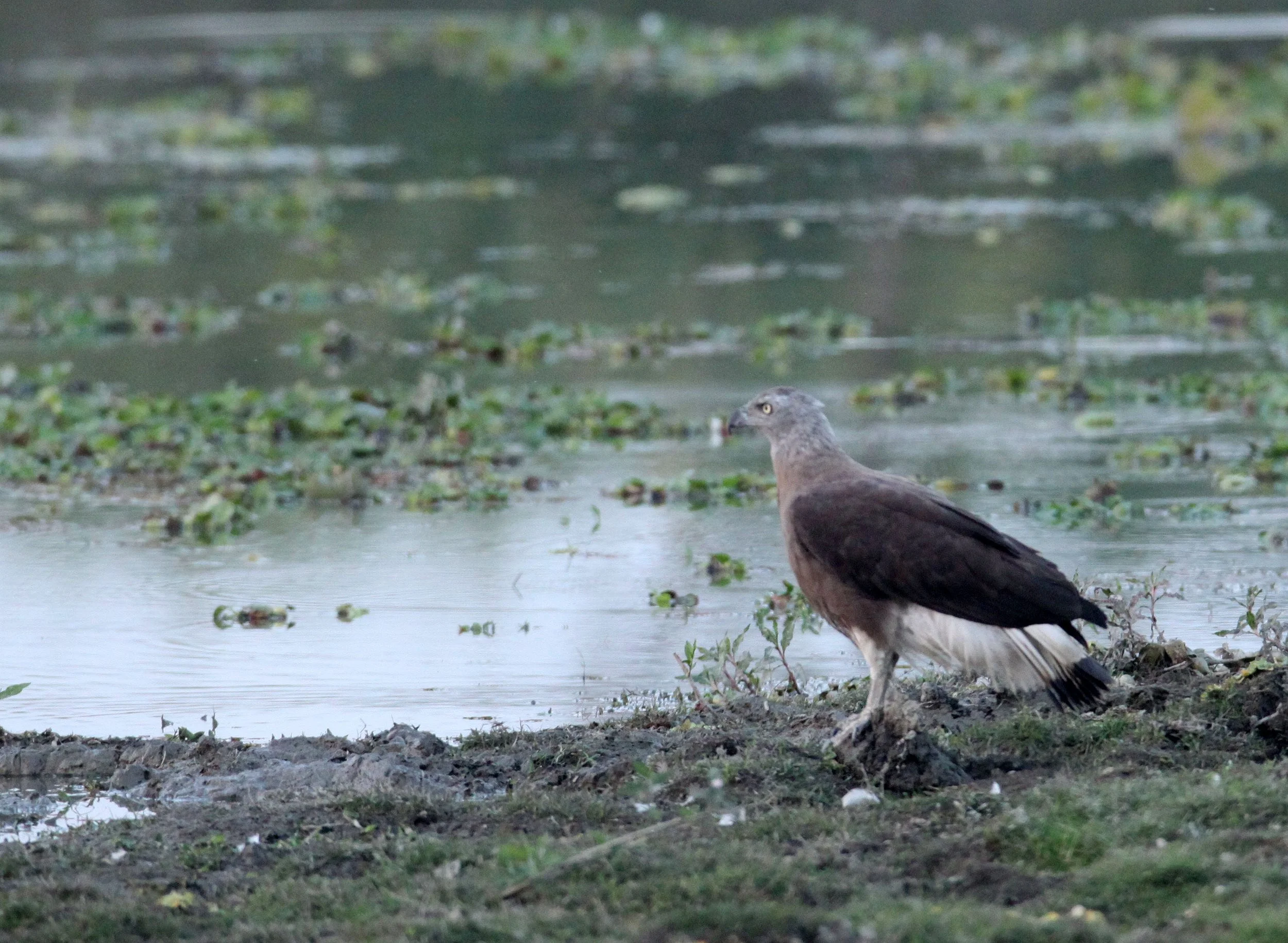 Haliaeetus ichthyaetus - GREY-HEADED FISH EAGLE - KAZIRANGA NATIONAL PARK ASSAM INDIA (16).JPG